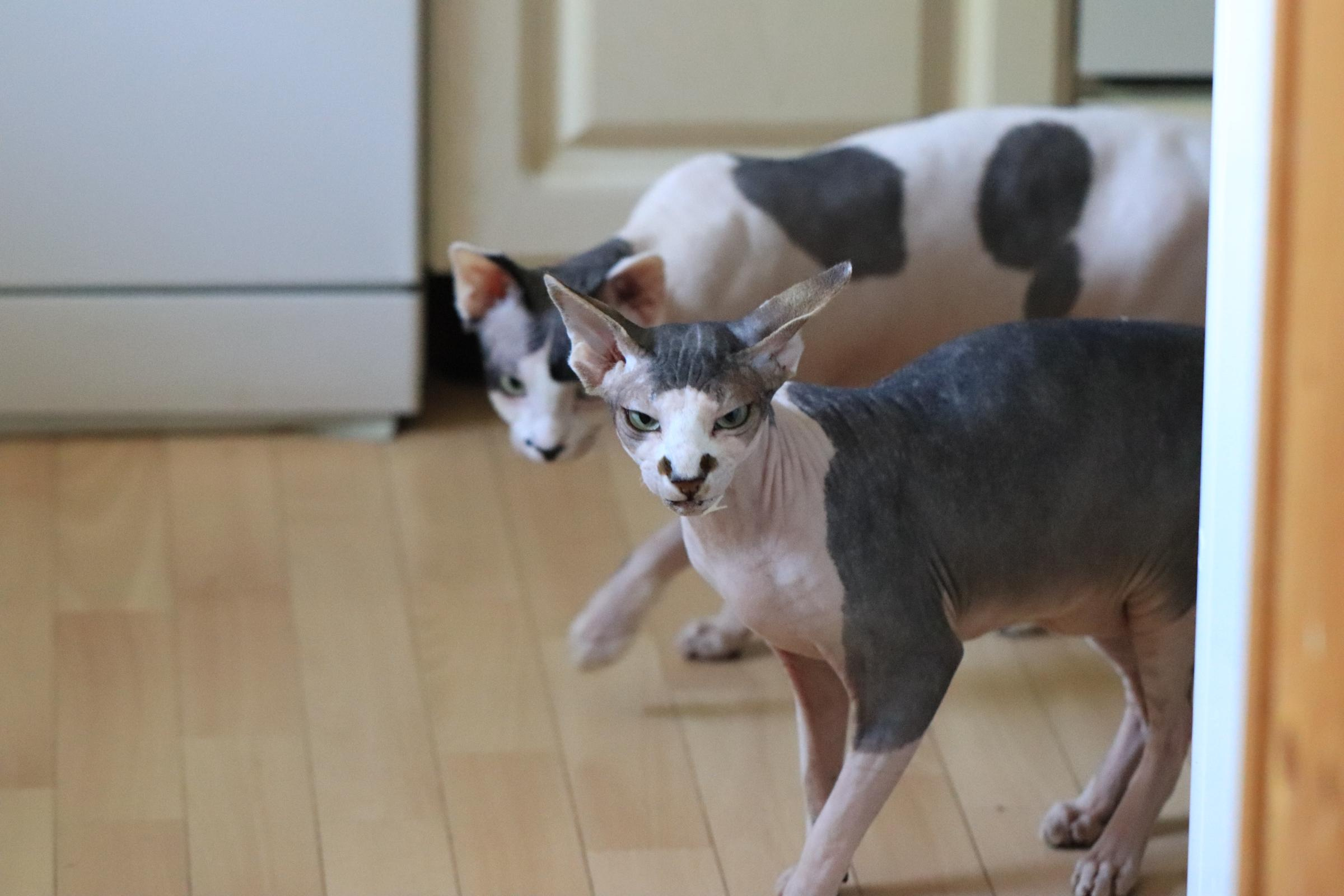 Katzen. LUKIN IGOR Photography