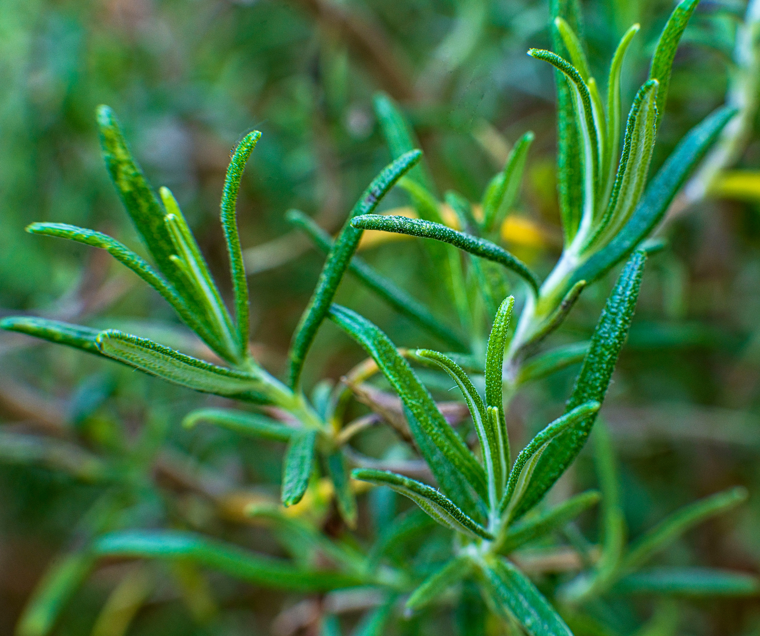 Blumen. LUKIN IGOR Photography