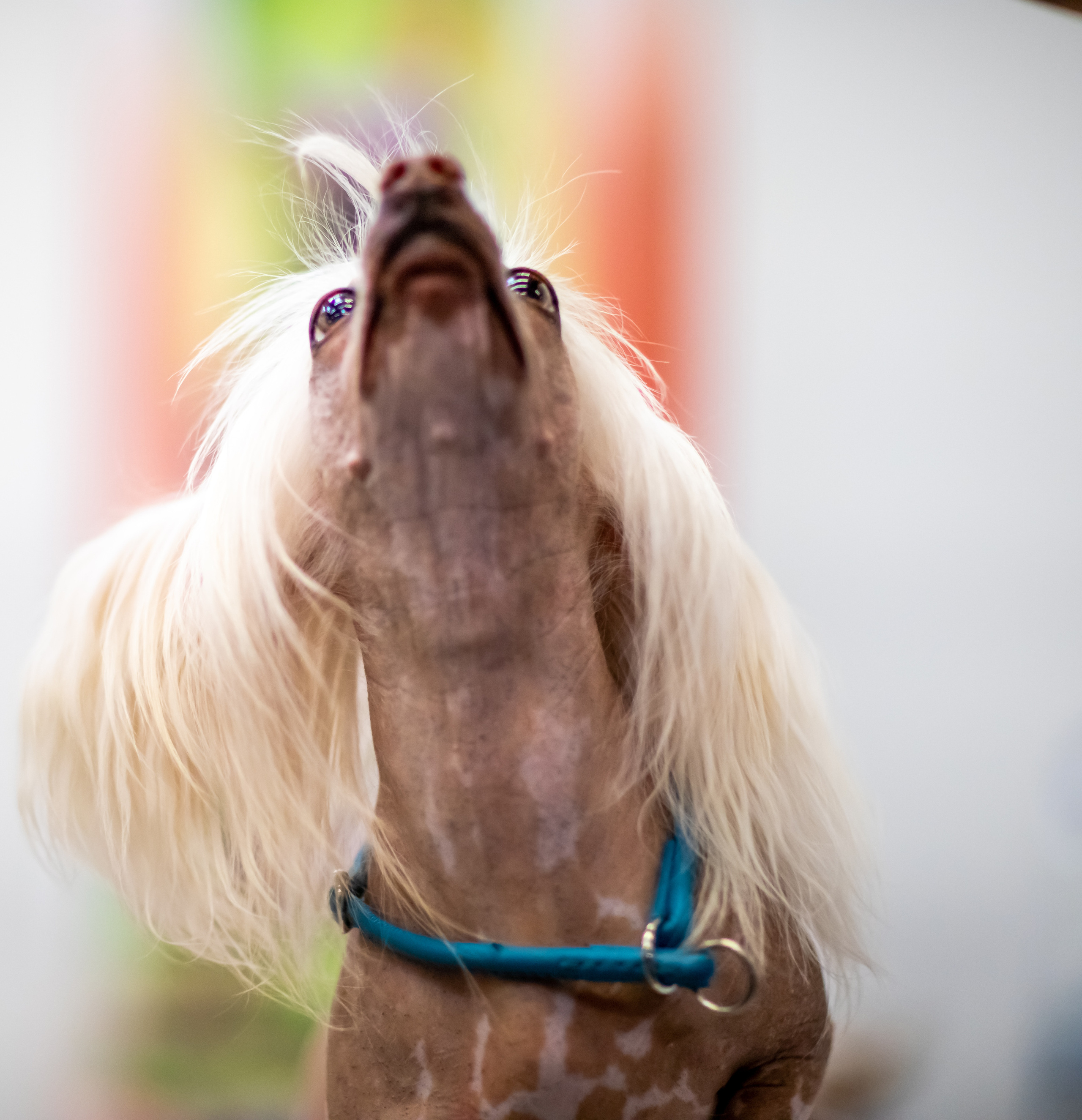 Hunde. LUKIN IGOR Photography