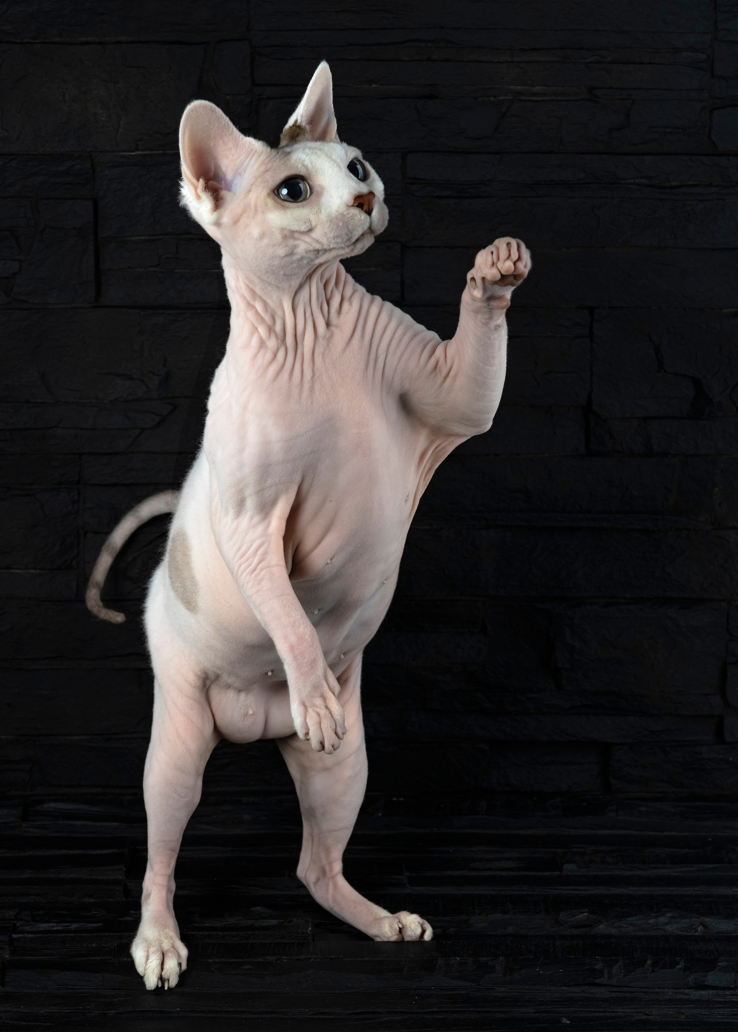 Katzen. LUKIN IGOR Photography