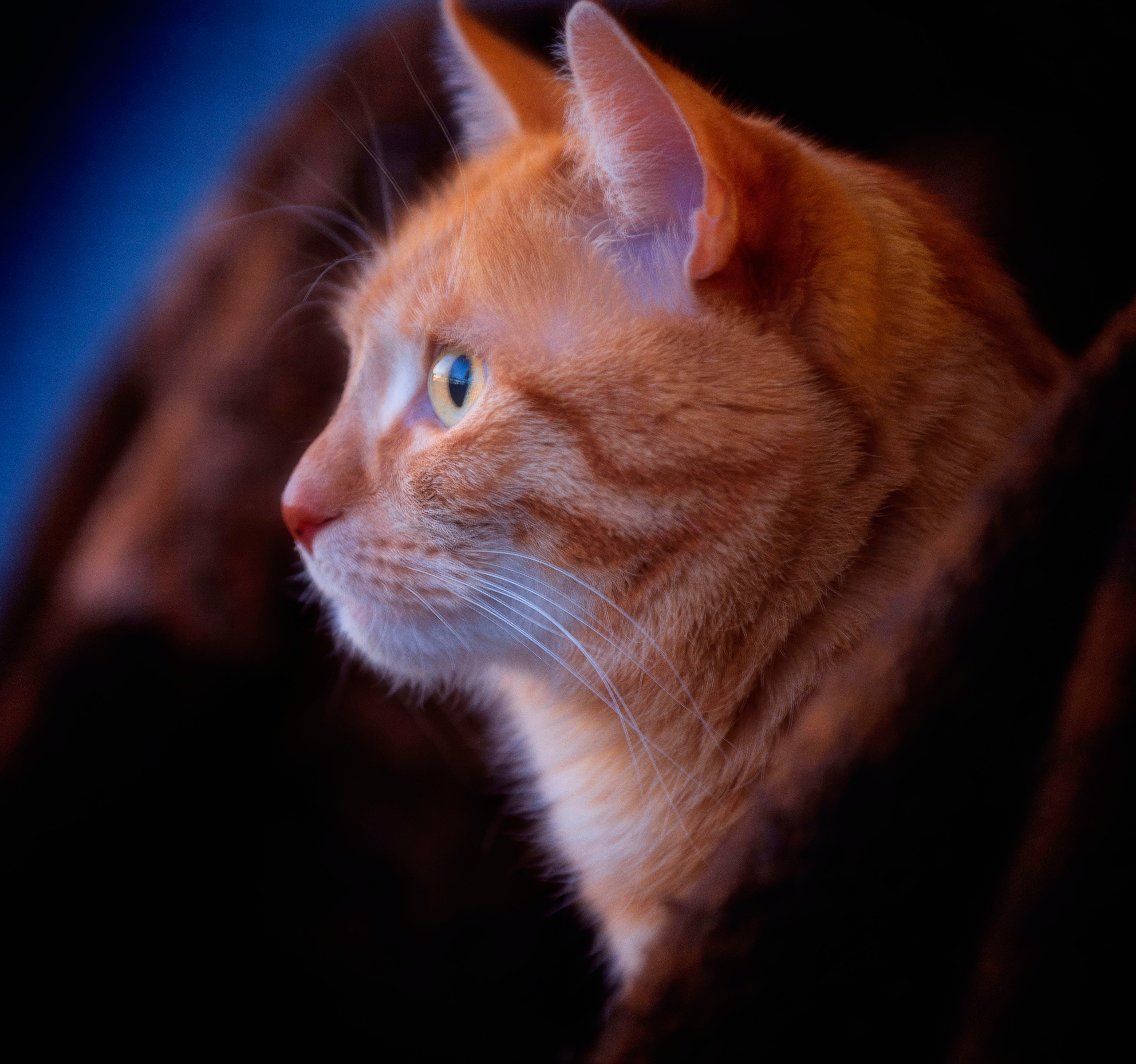 Katzen. LUKIN IGOR Photography