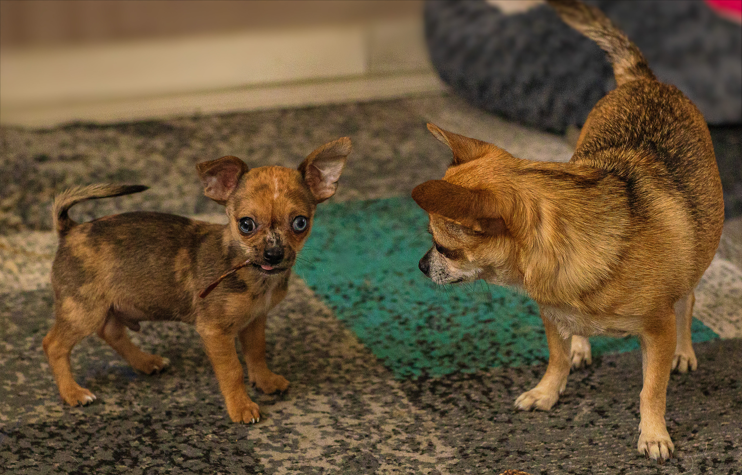 Hunde. LUKIN IGOR Photography