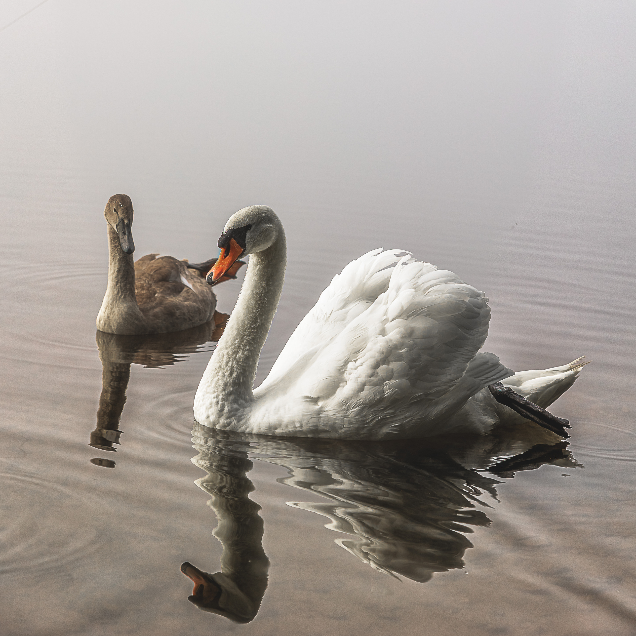 Vögel. LUKIN IGOR Photography