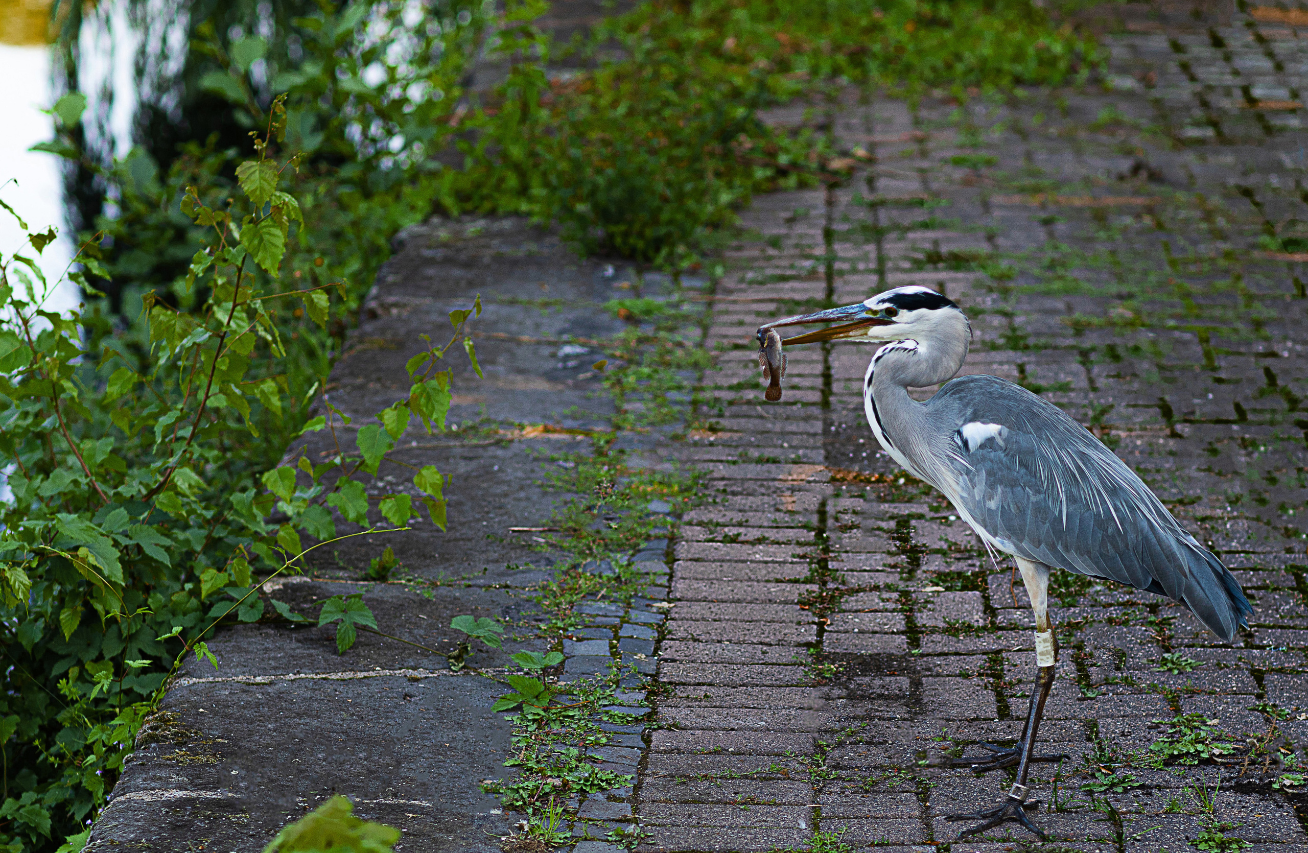 Vögel. LUKIN IGOR Photography