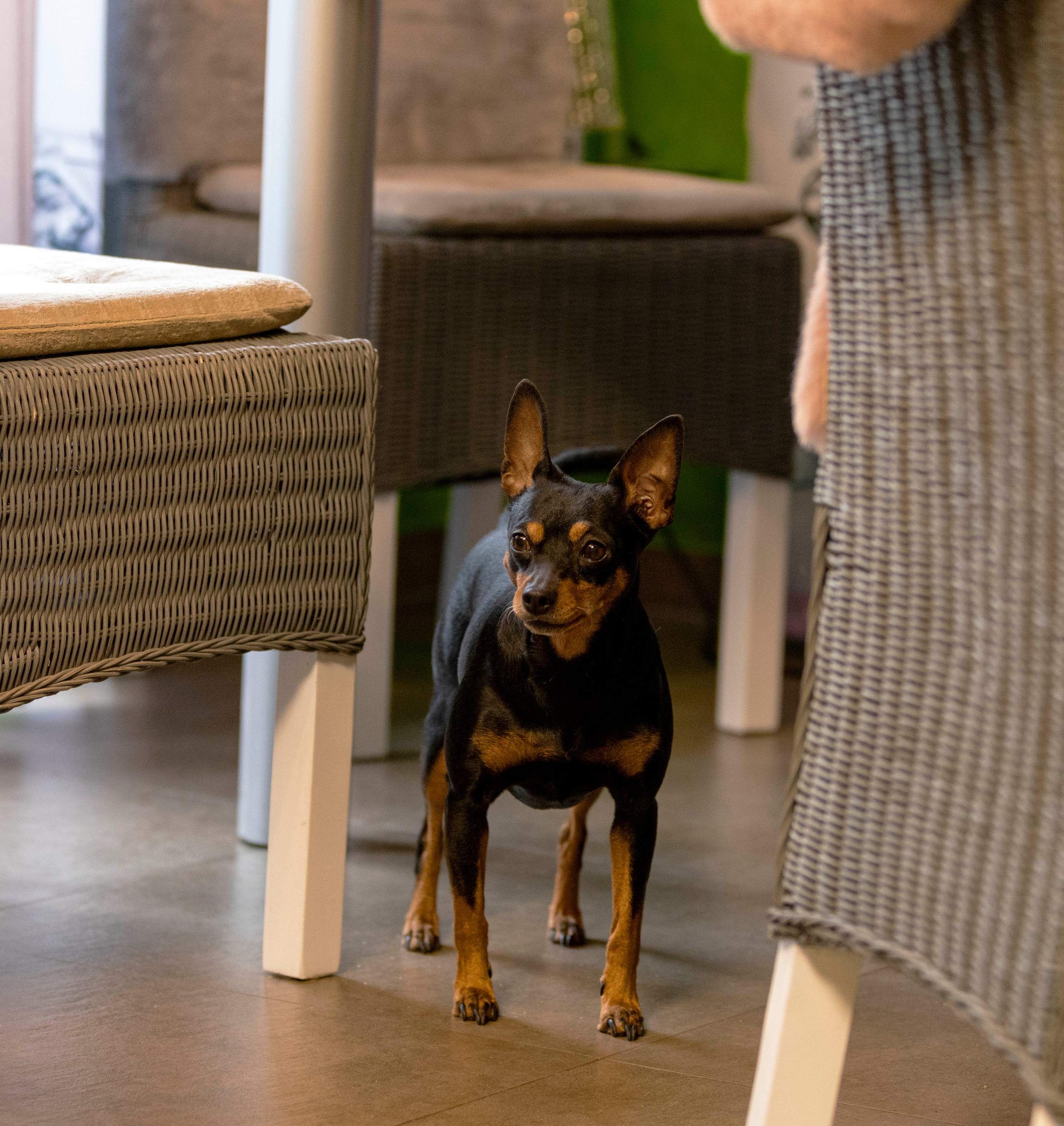 Hunde. LUKIN IGOR Photography