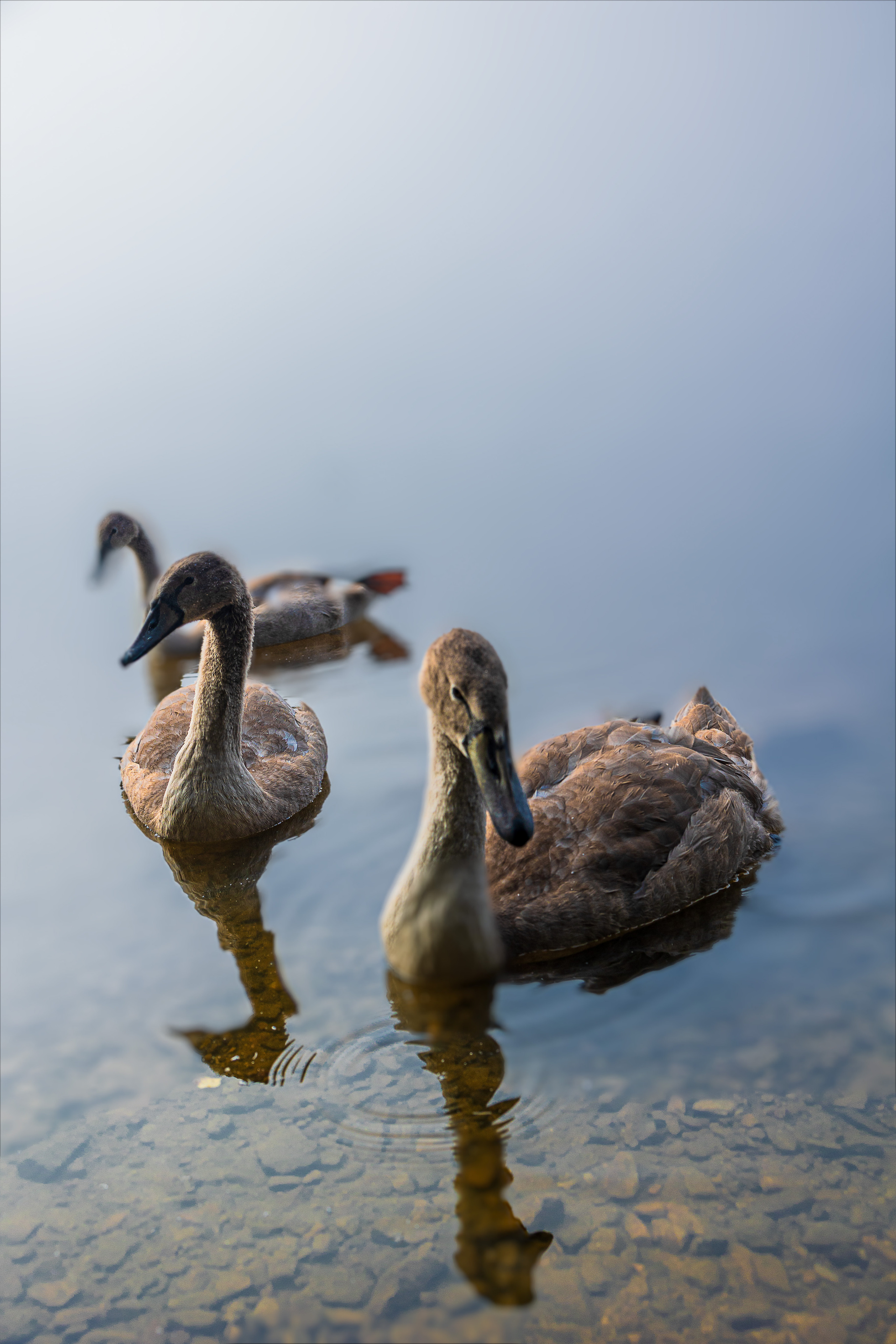 Vögel. LUKIN IGOR Photography