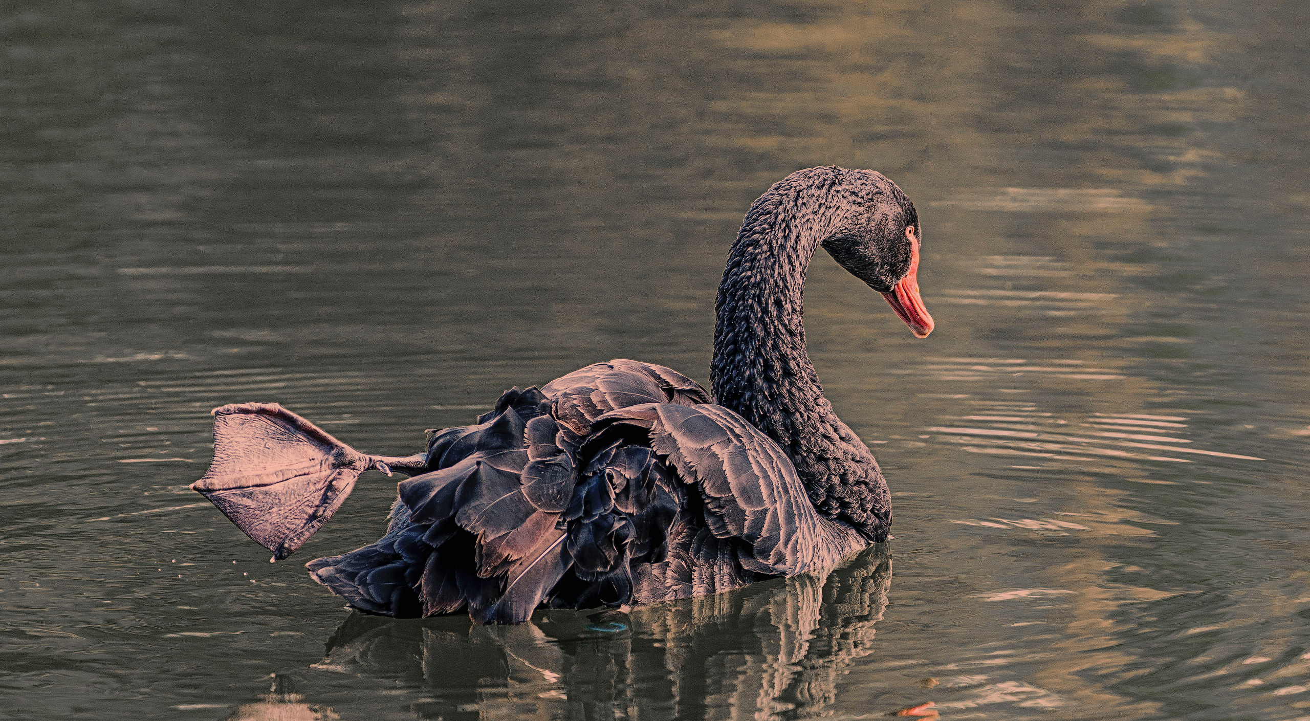 Vögel. LUKIN IGOR Photography