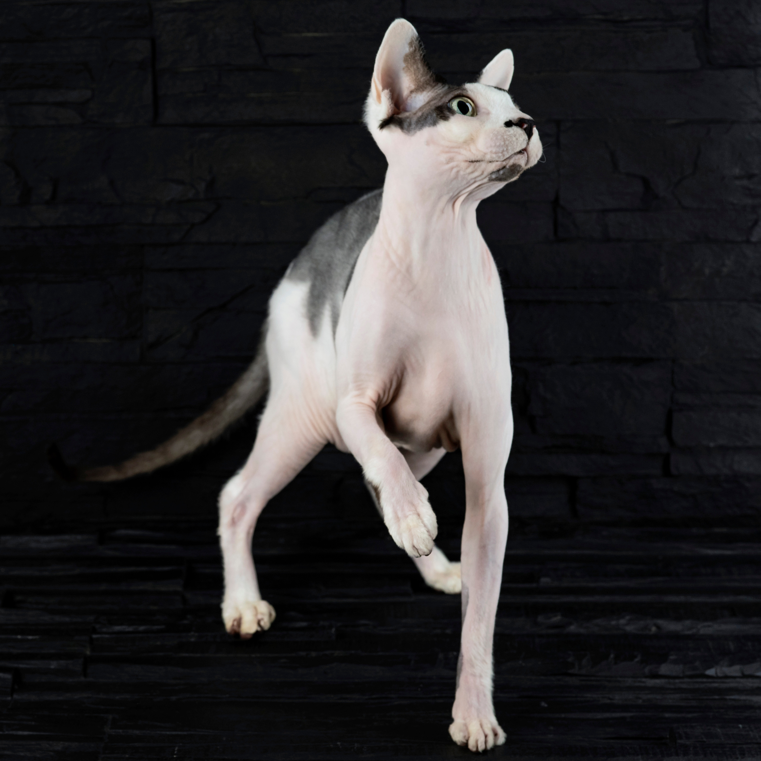 Katzen. LUKIN IGOR Photography