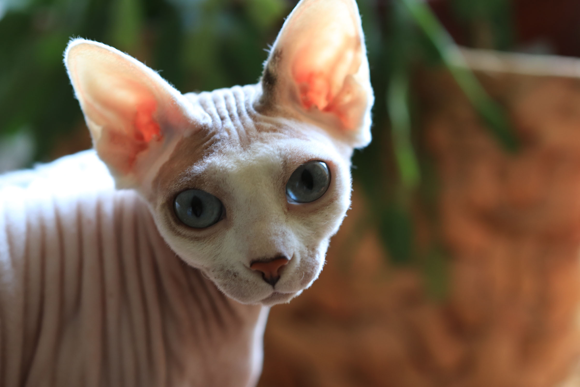 Katzen. LUKIN IGOR Photography