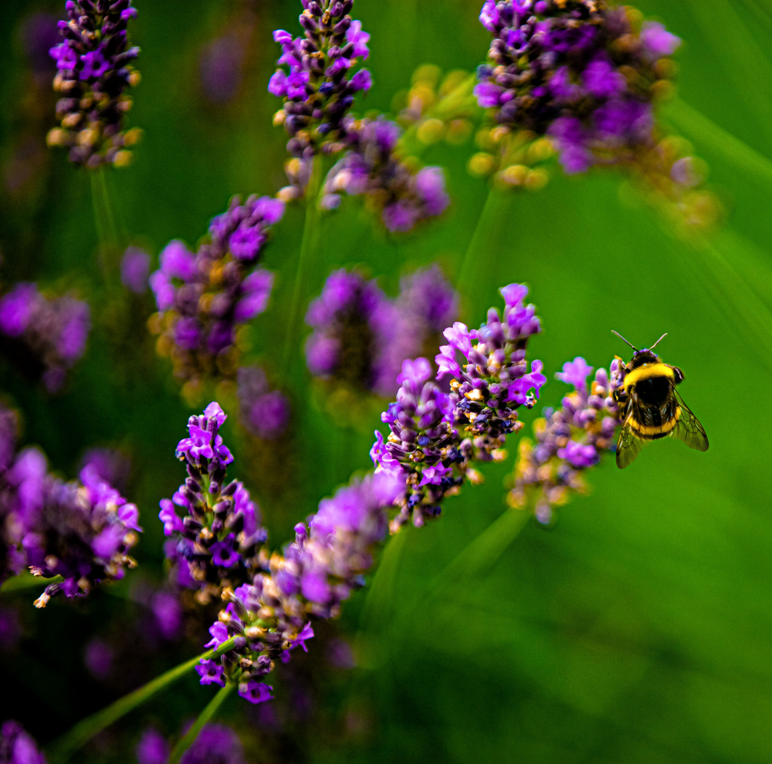 Blumen. LUKIN IGOR Photography