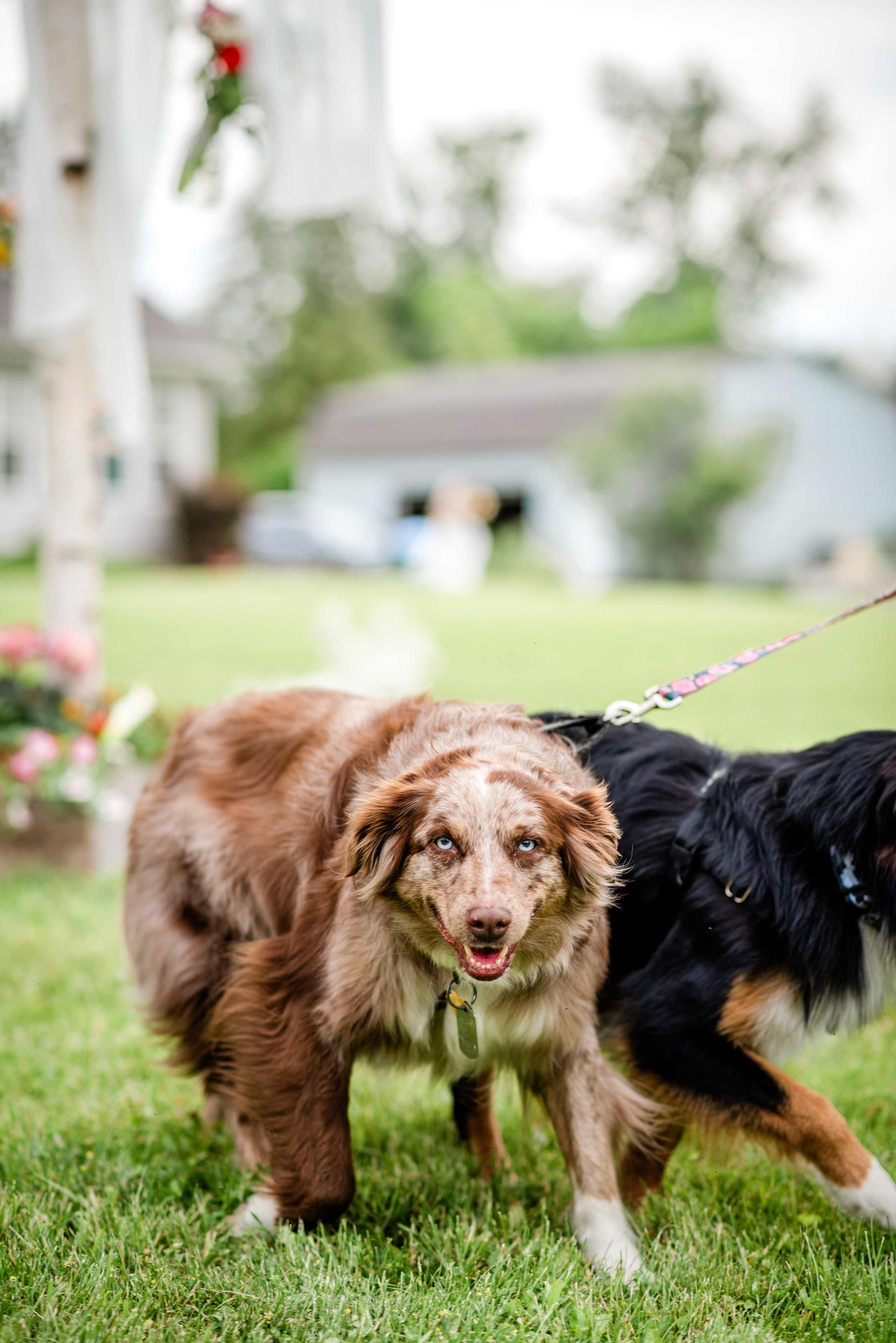 Whimsical & Colorful Backyard Wedding in Howell, MI | Michigan Wedding Photographer. Alexandria Danielle Photography | Fort Wayne & Indianapolis Wedding Photographer