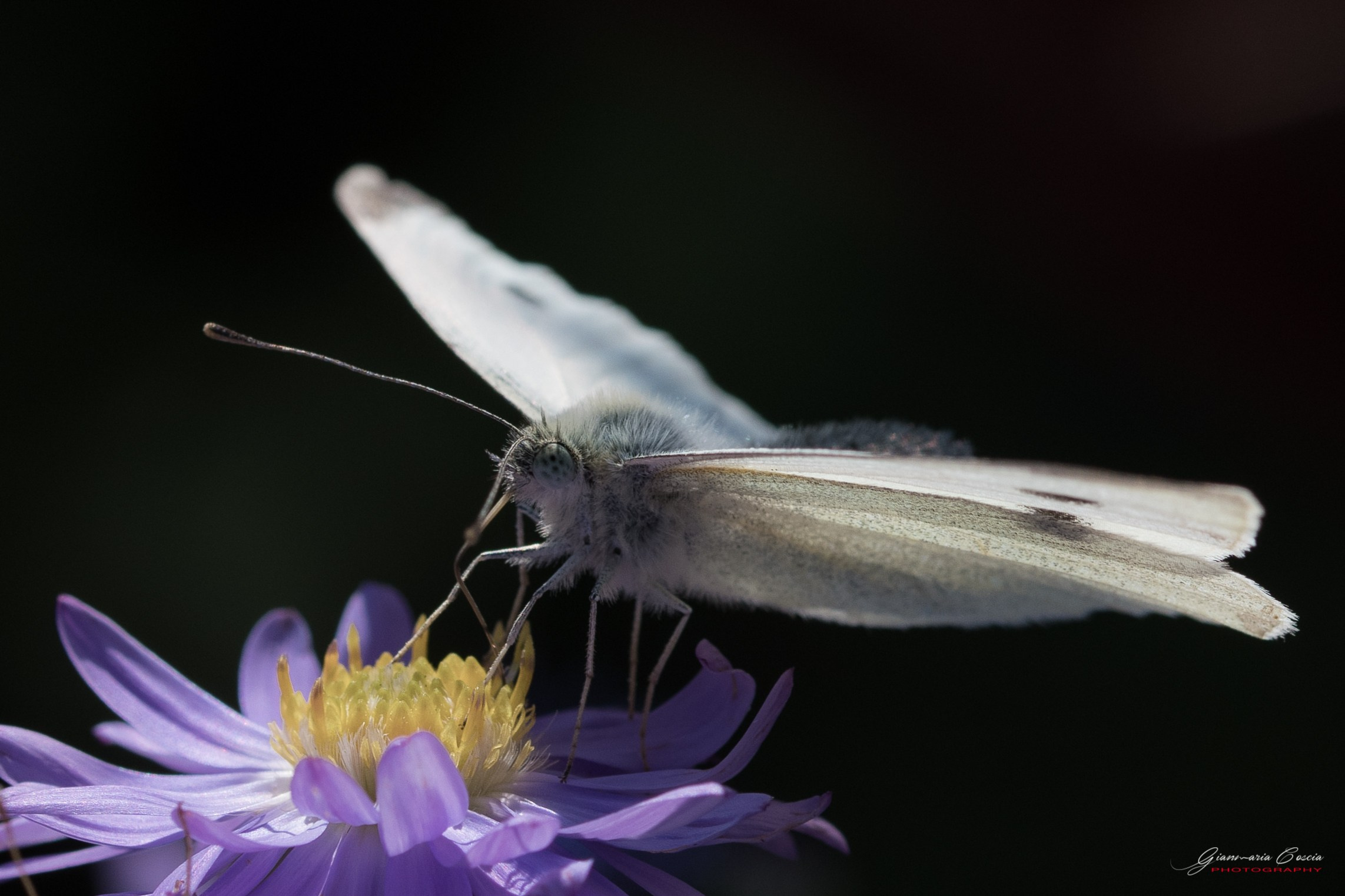 Farfalle. “Gianmaria Coscia fotografo per passione”