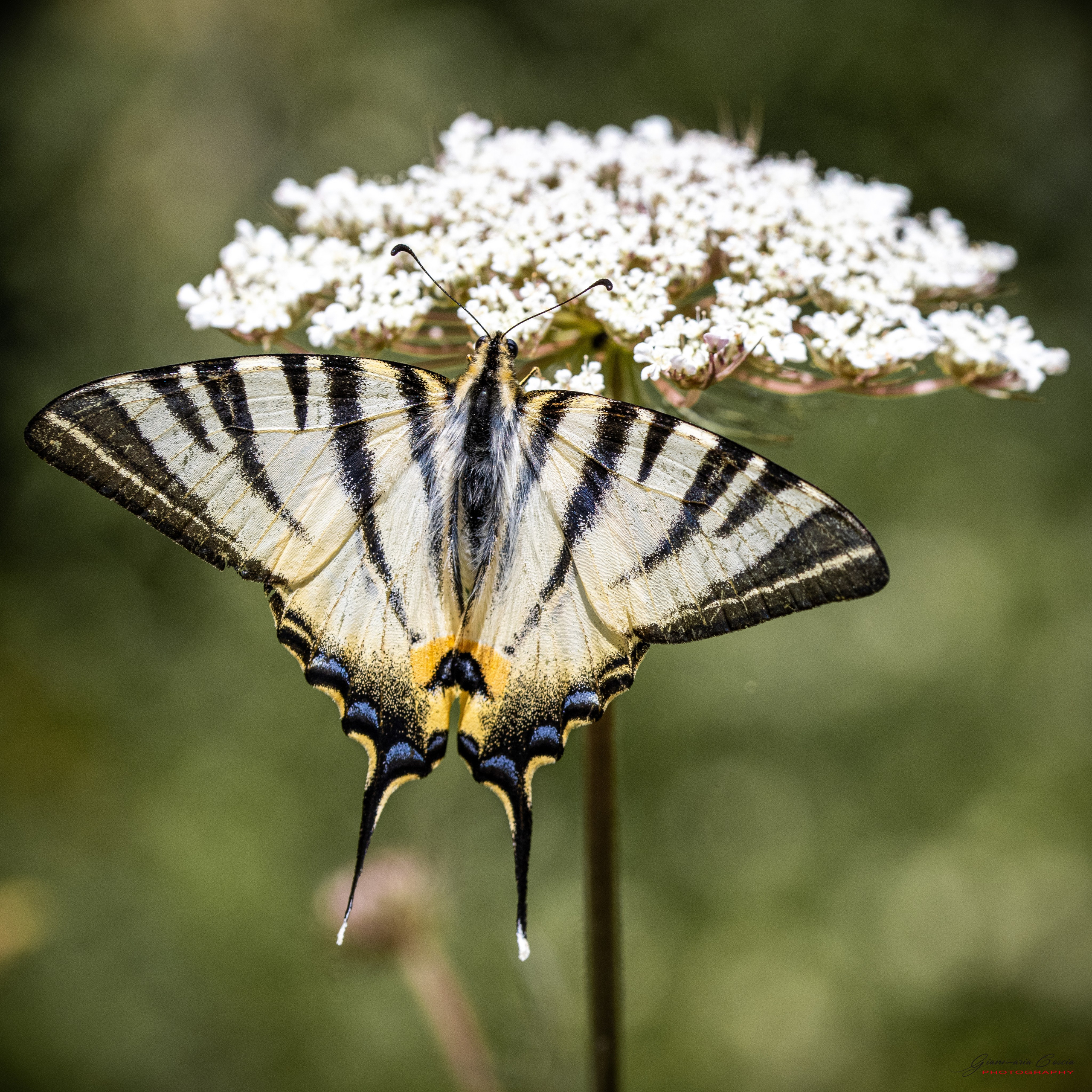 Farfalle. “Gianmaria Coscia fotografo per passione”