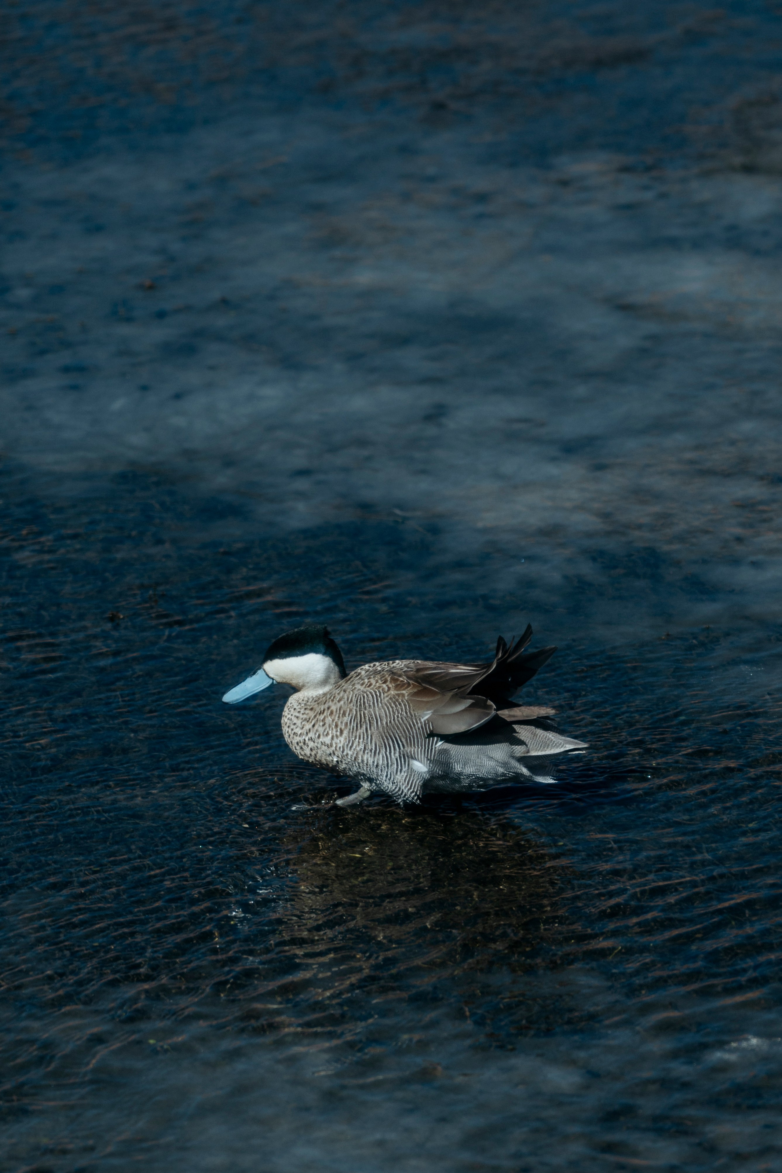 Geyser El Tatio (cobertura en tour privado). Principal