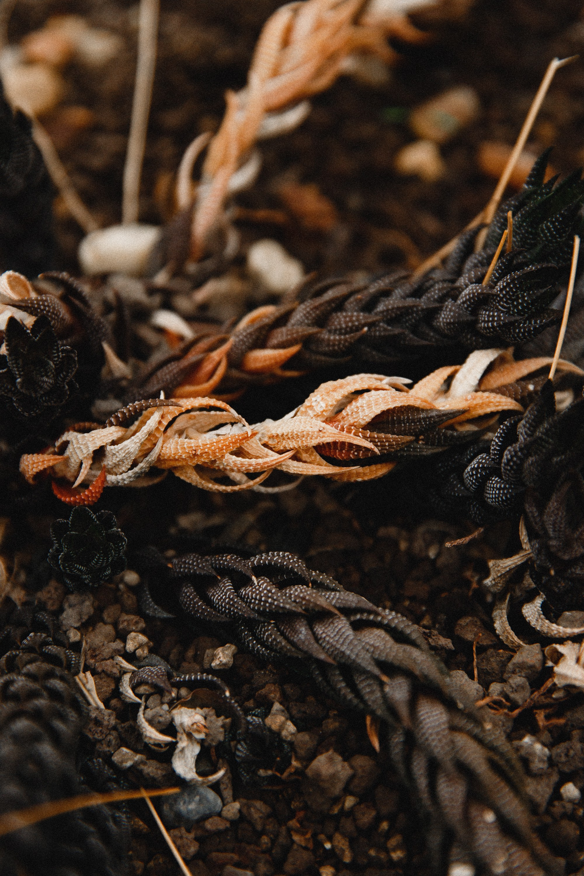 Botanical garden in Wroclaw. Kaja | fotograf we Wrocławiu | ludzie i psy