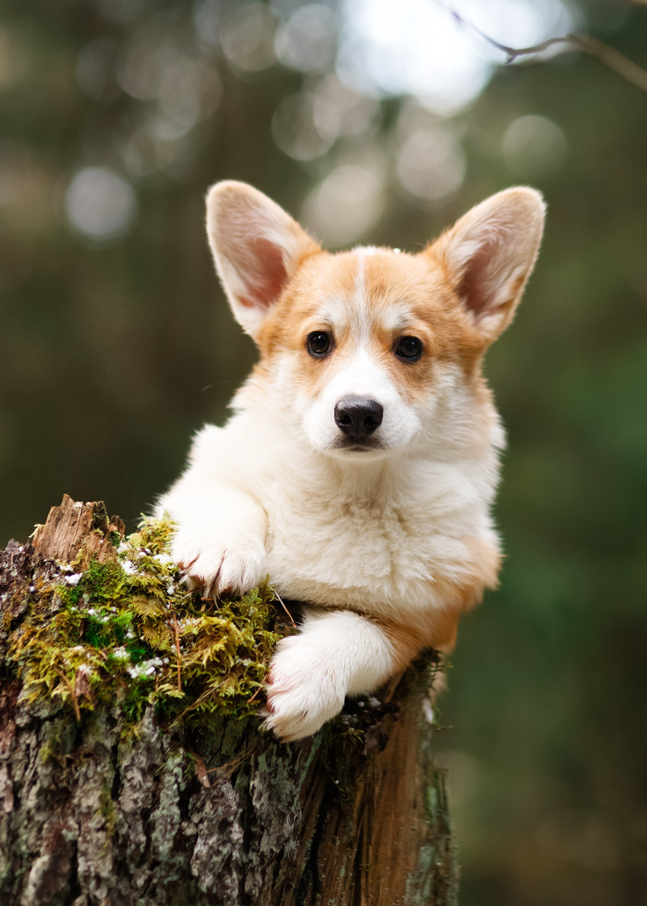 Corgi kennel & some other dogs in the forest. Kaja | fotograf psów we Wrocławiu