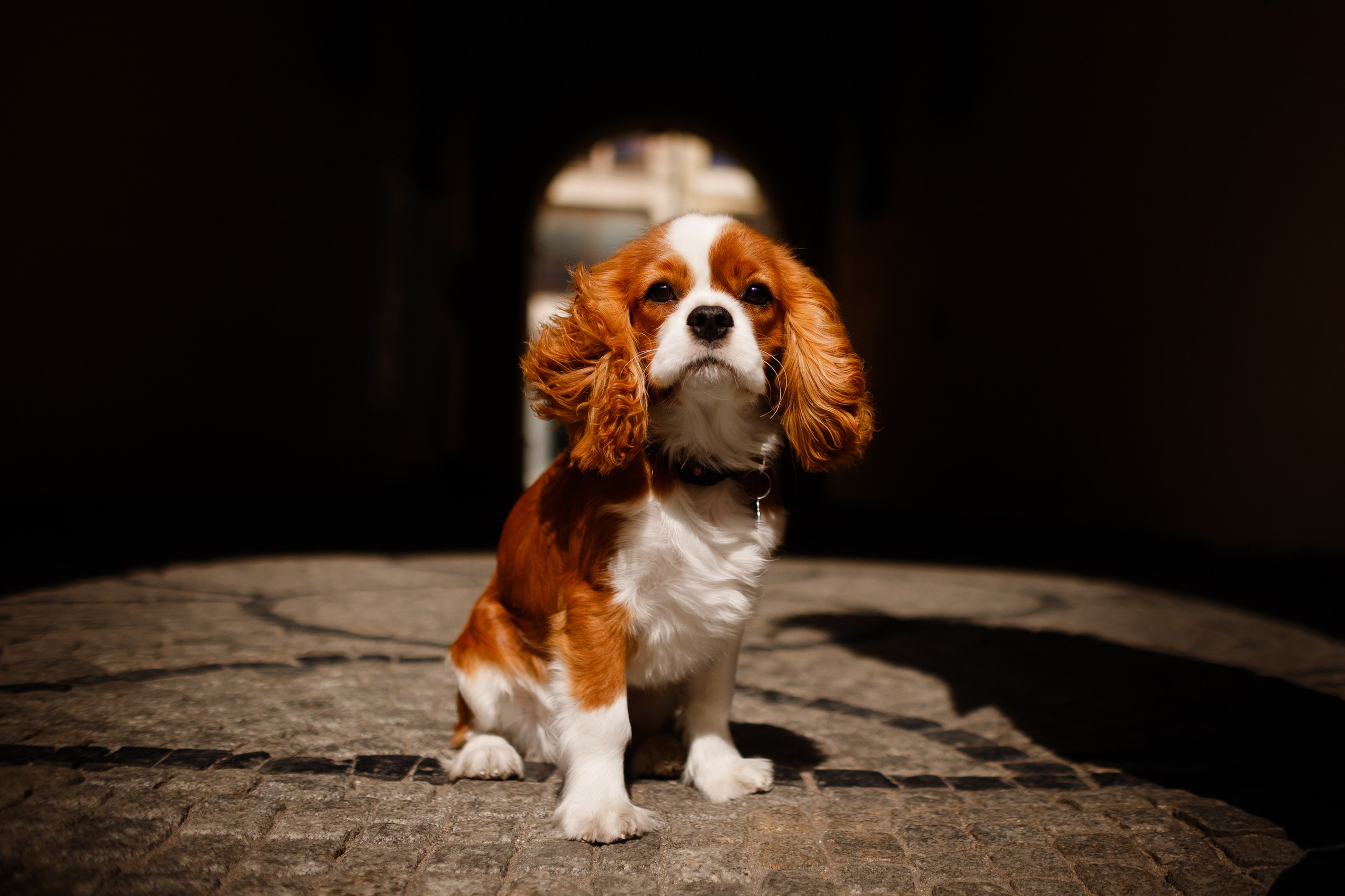 Uliana i Franklin. Kaja | fotograf we Wrocławiu | ludzie i psy