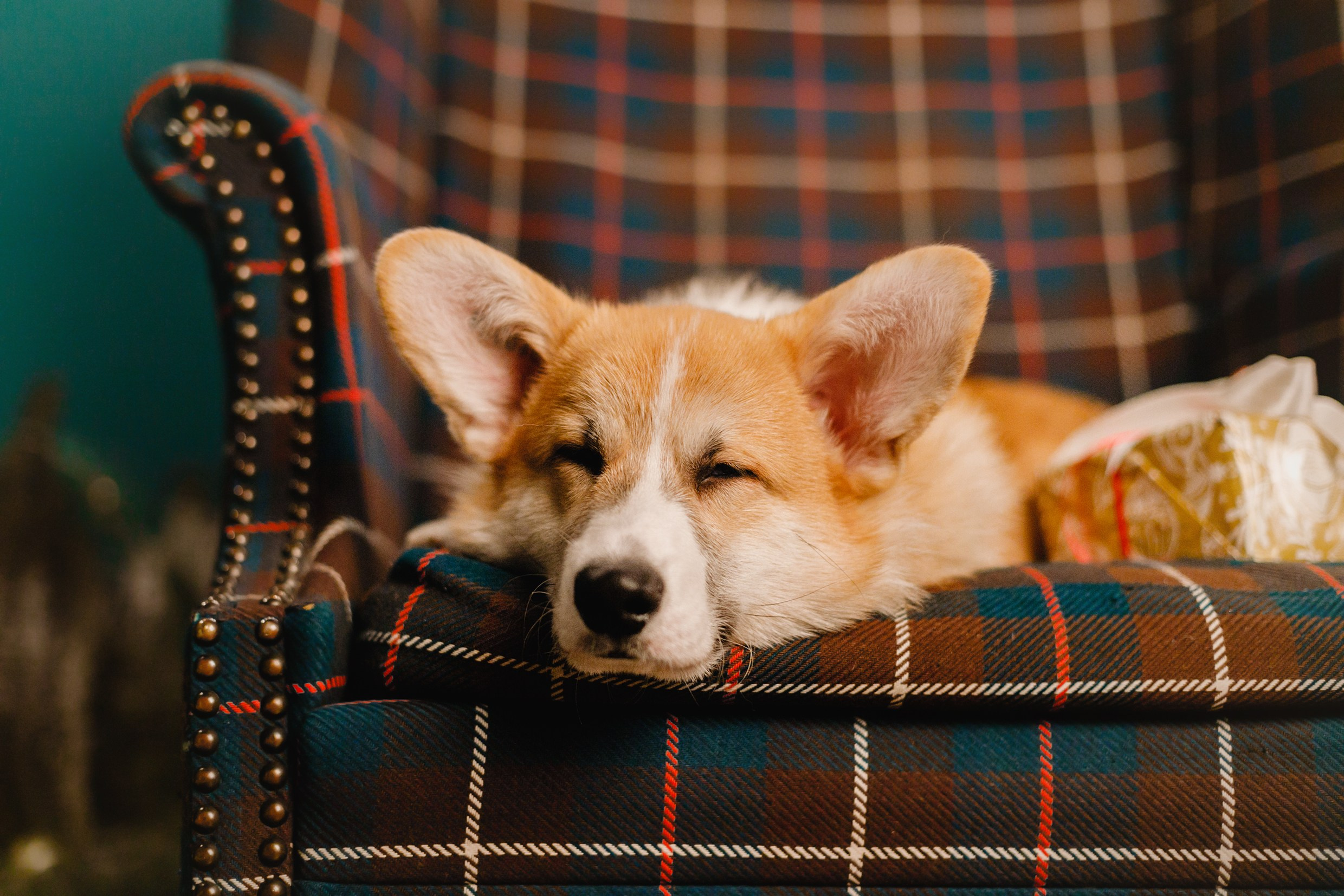 New Year corgis in studio. Kaja | fotograf we Wrocławiu | ludzie i psy
