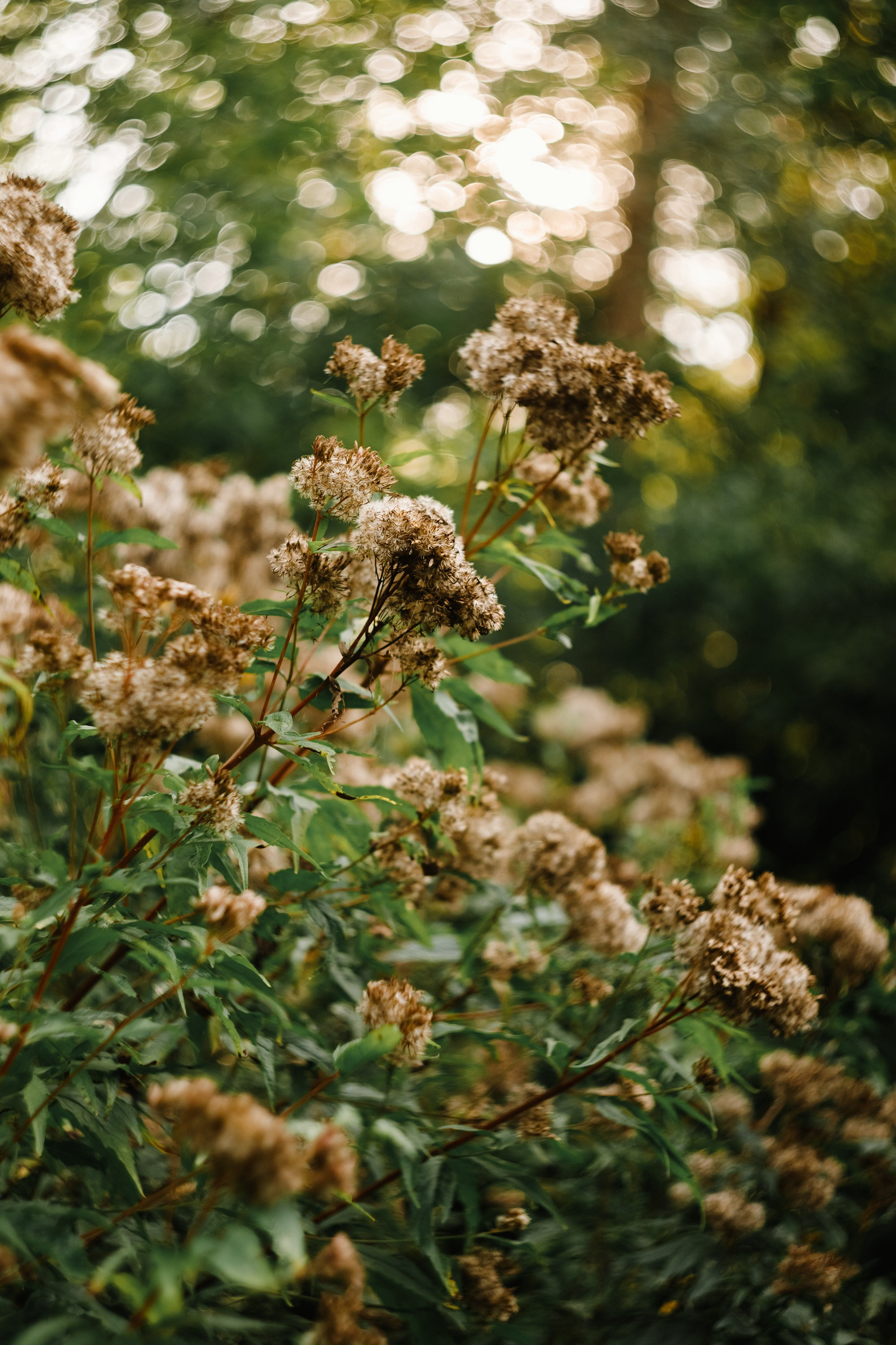 Grodno. Kaja | fotograf we Wrocławiu | ludzie i psy