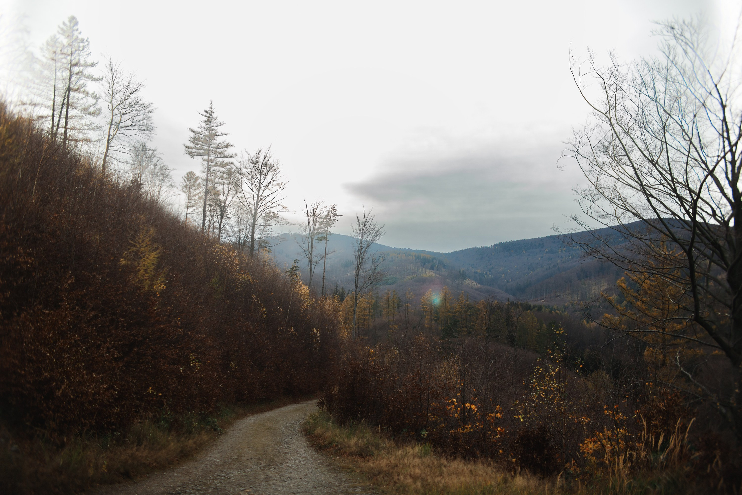 Sowie góry. Kaja | fotograf we Wrocławiu | ludzie i psy