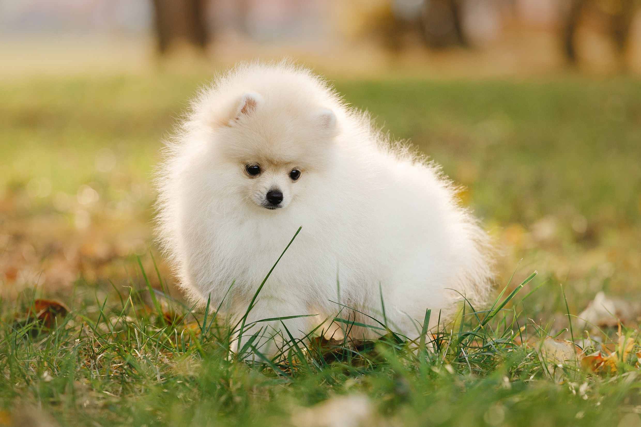 Little spitz. Kaja | fotograf psów we Wrocławiu