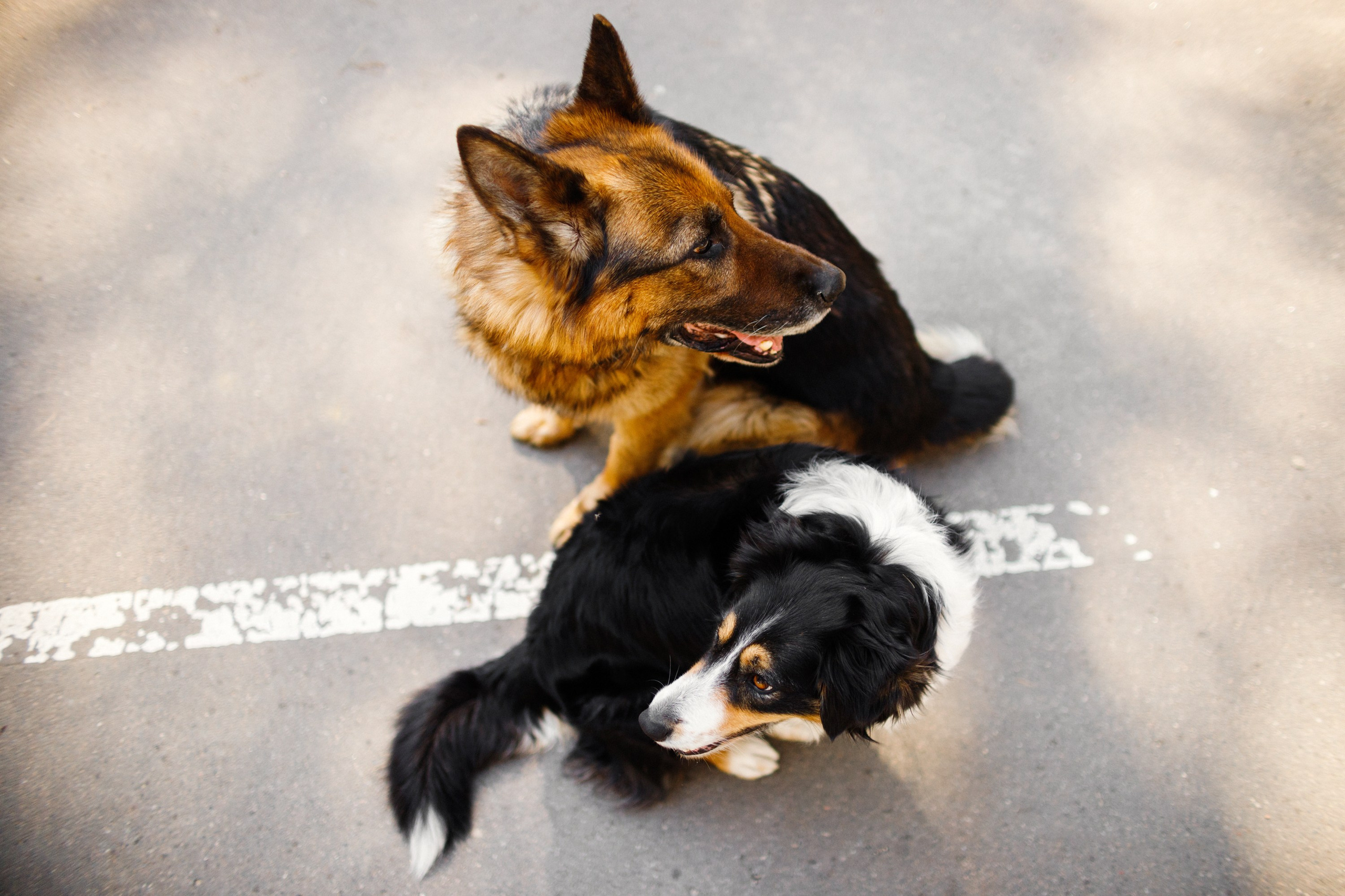 Dog trainer blog content. Kaja | fotograf we Wrocławiu | ludzie i psy