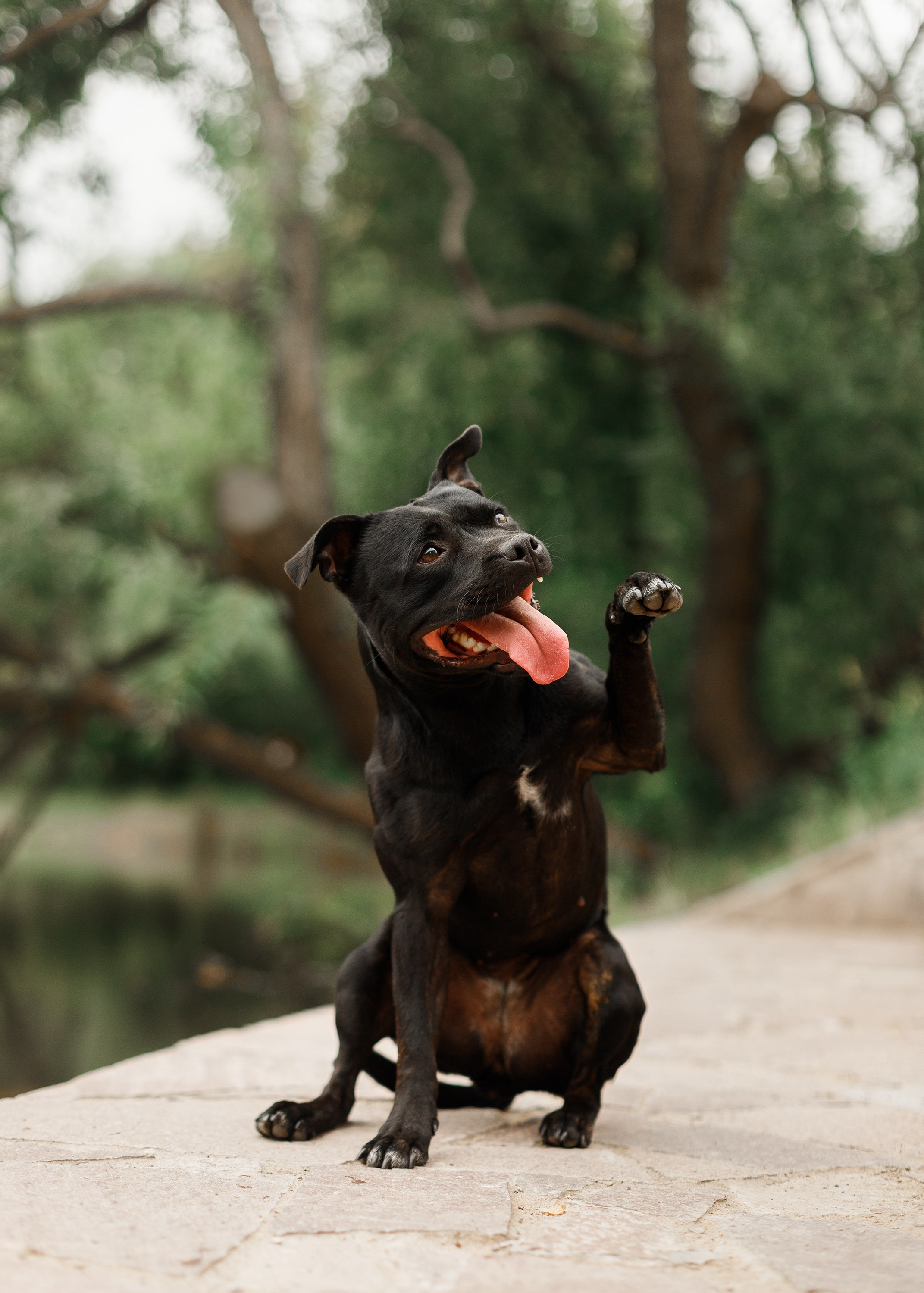 Staffy Yosia. Kaja | fotograf we Wrocławiu | ludzie i psy