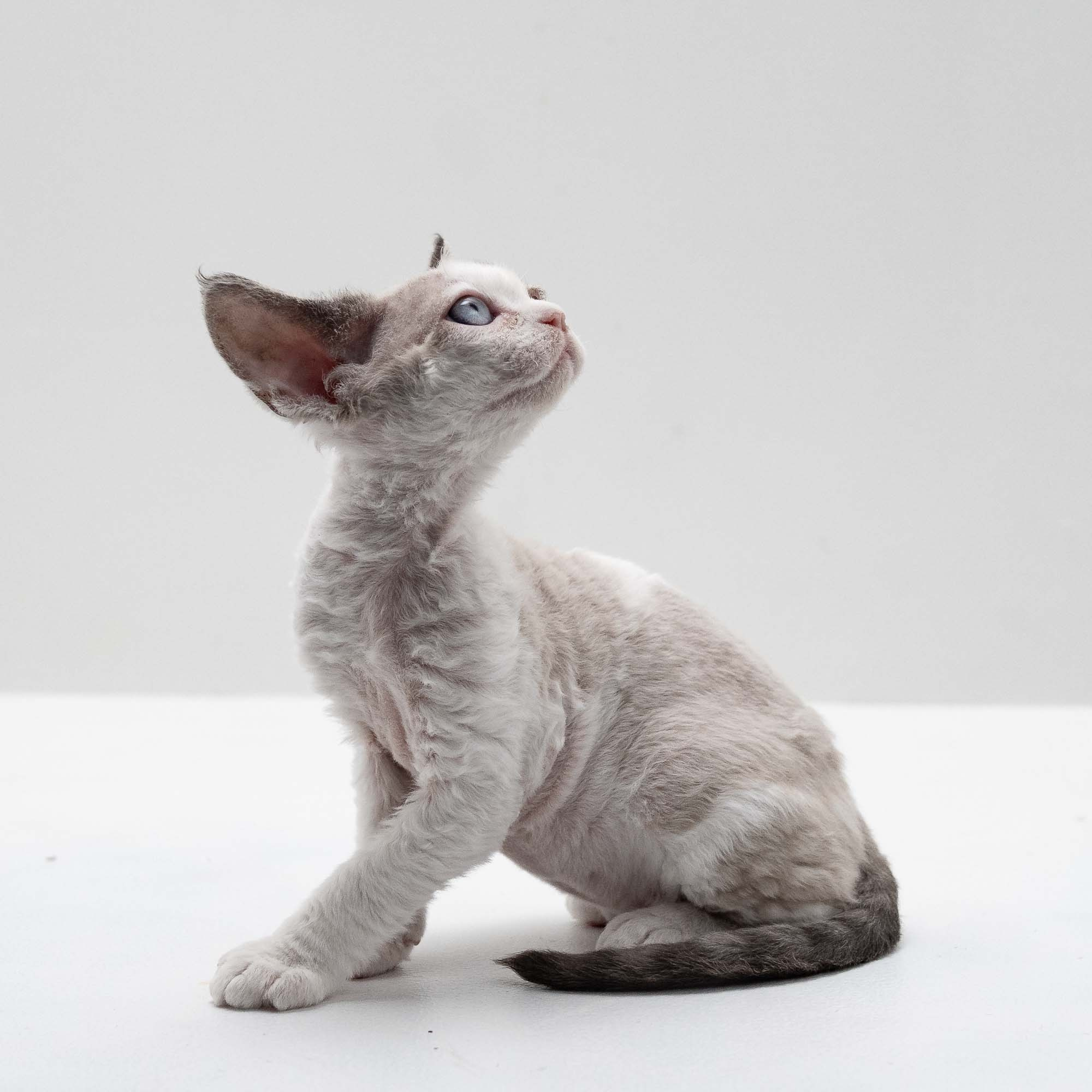 Frodo, boy, born on 01.01.25. Devon Rex Pixie Cattery