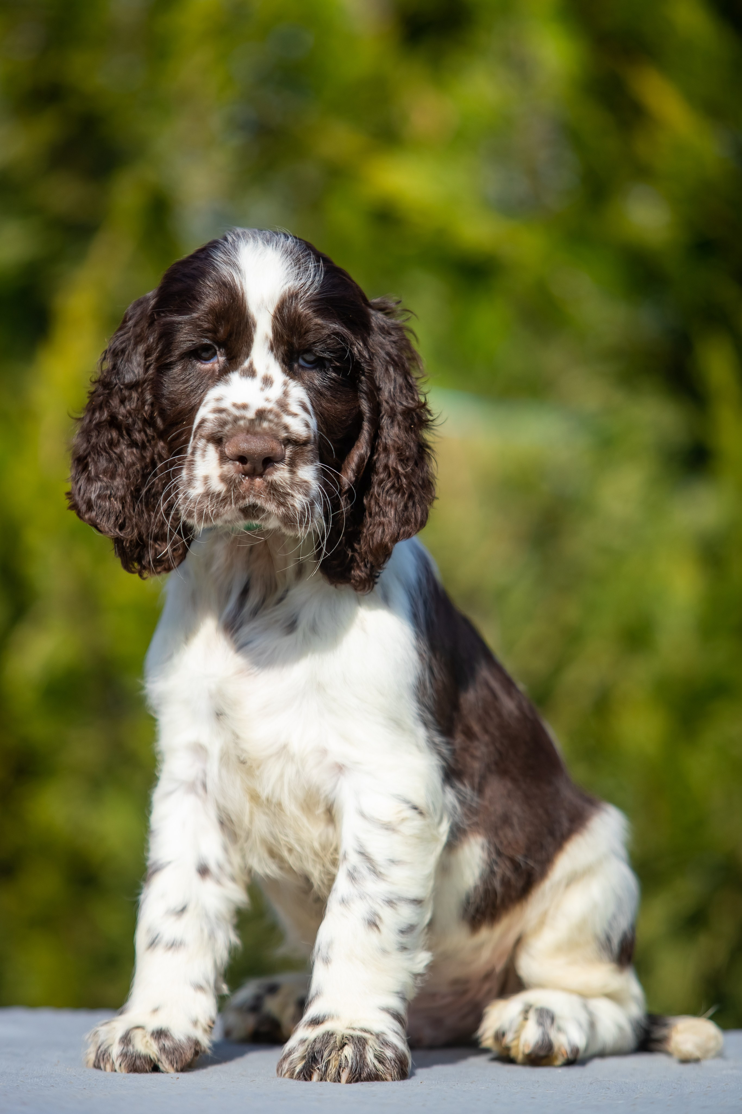 Male — Green collar 💚. Website of the titled stud dog of the Springer Spaniel breed