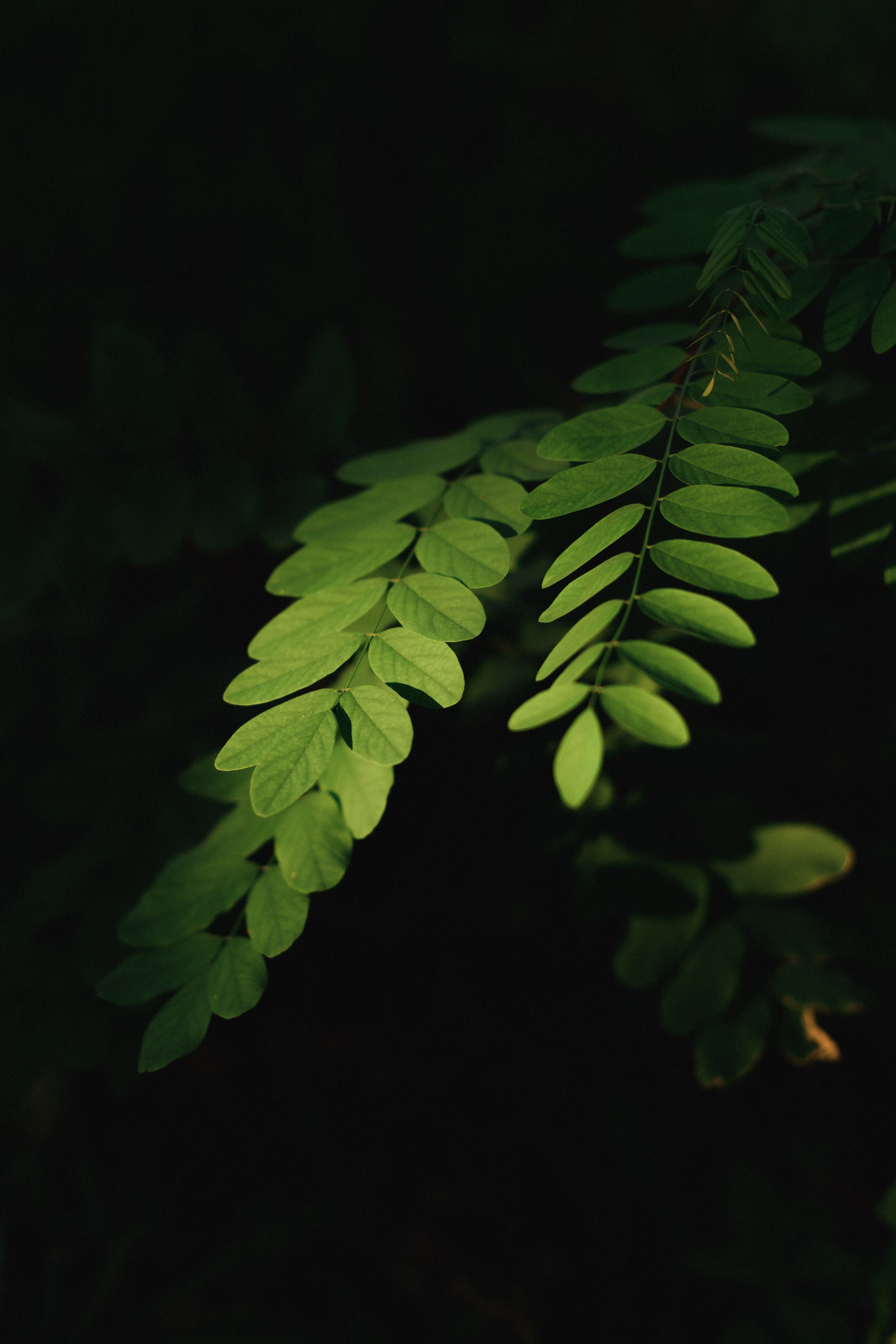 Nastya. Kaja | fotograf psów we Wrocławiu