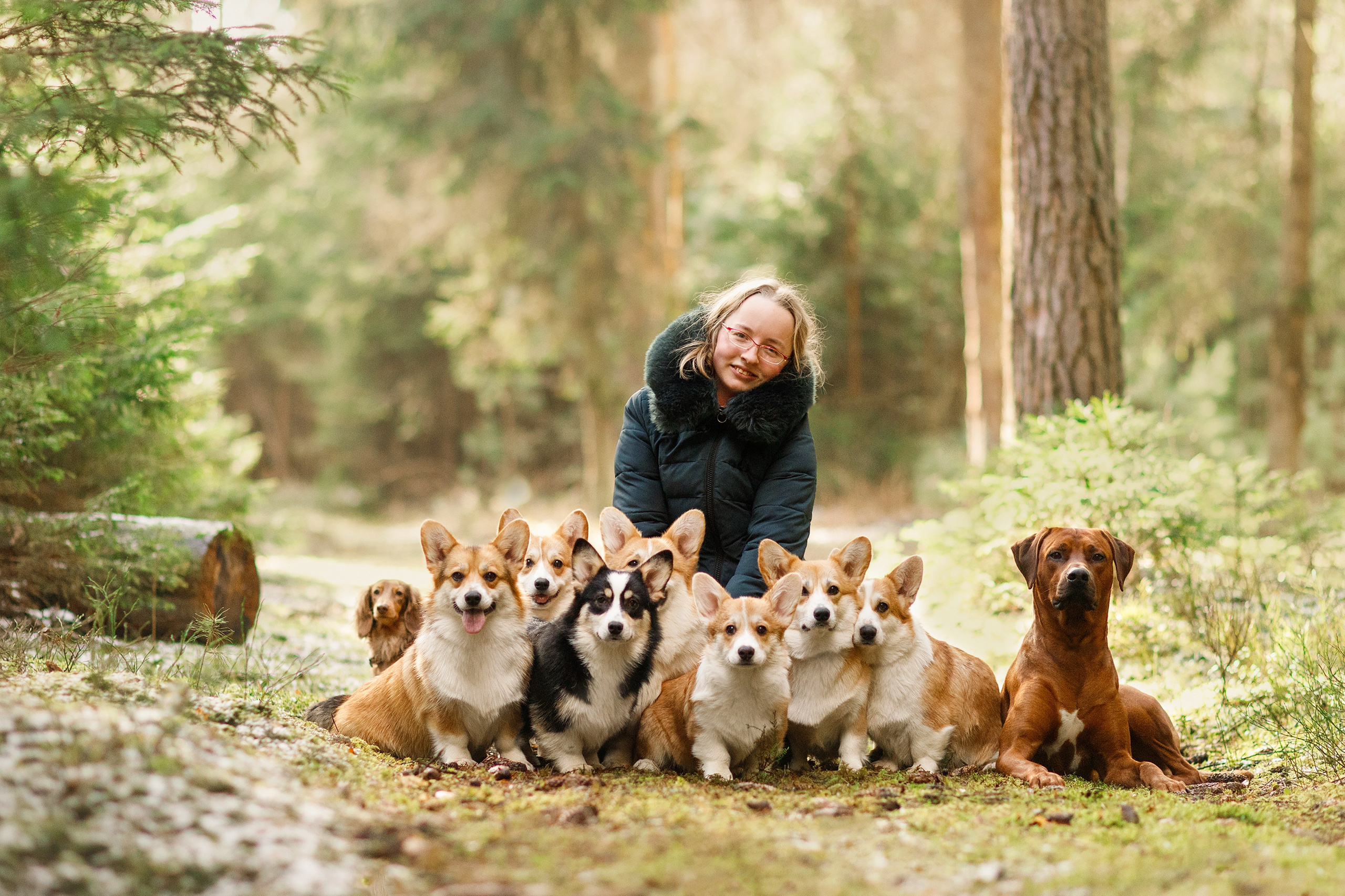 Corgi kennel & some other dogs in the forest. Kaja | fotograf psów we Wrocławiu