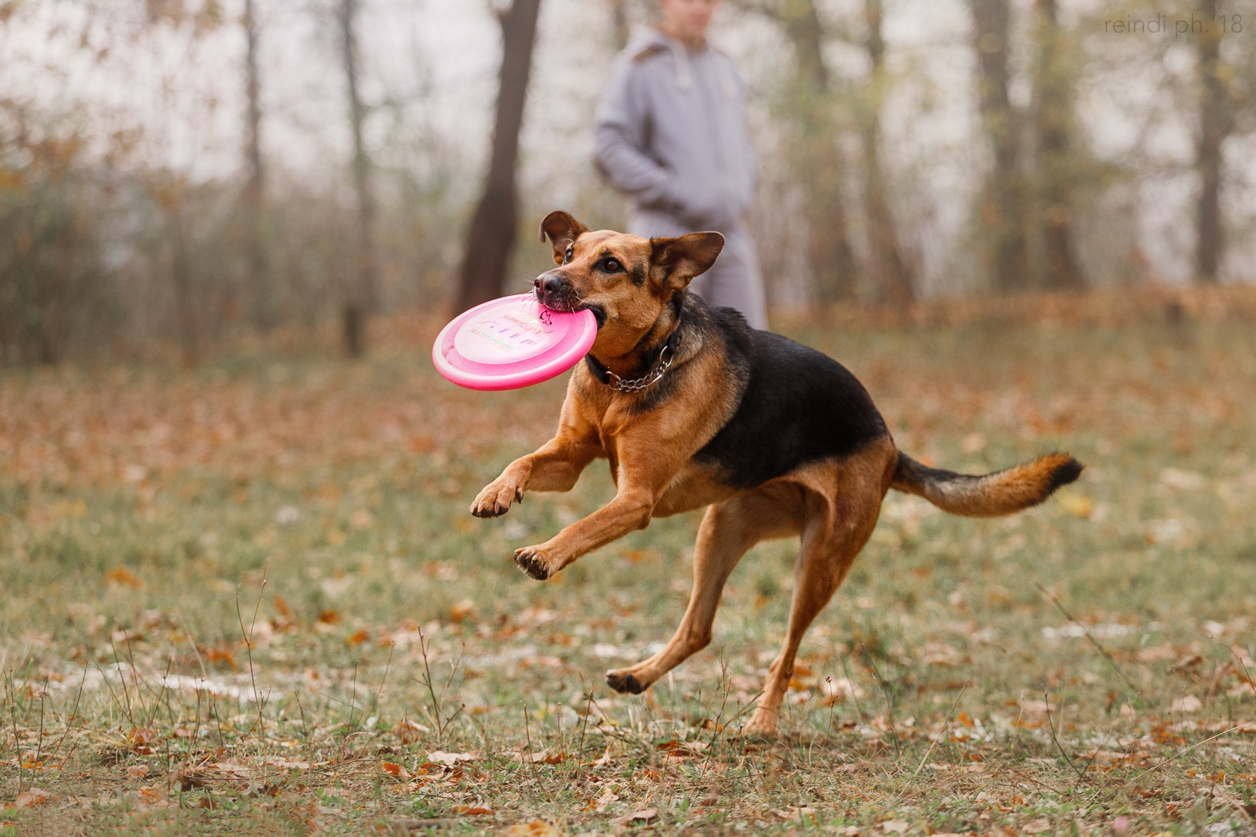 Frisbee and dog puller championship | autumn. Kaja | fotograf we Wrocławiu | ludzie i psy