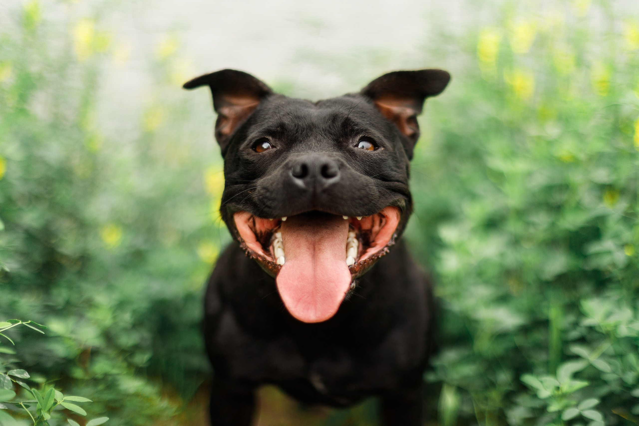 Staffy Yosia. Kaja | fotograf we Wrocławiu | ludzie i psy