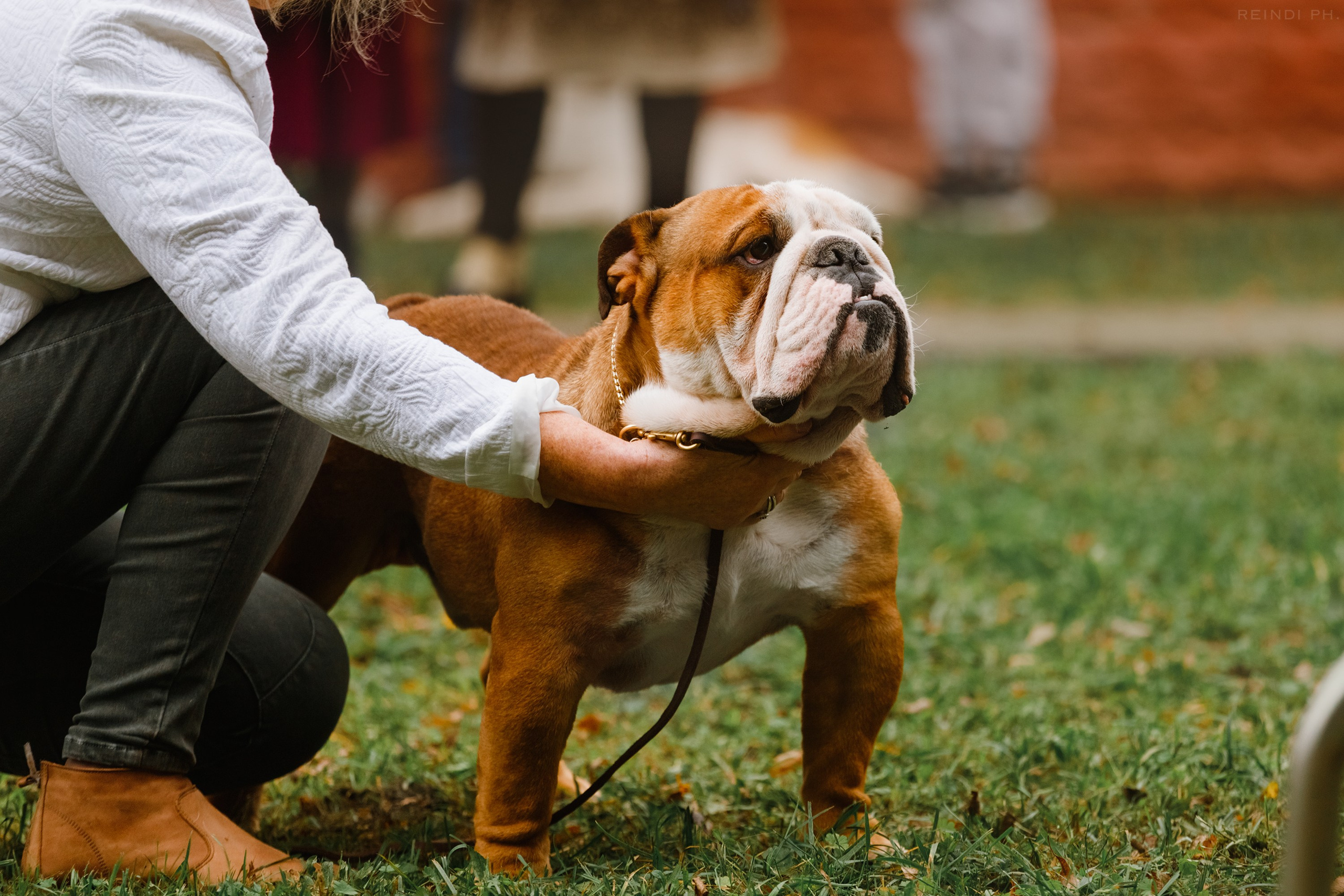«Argus» dog show in Brest. Kaja | fotograf we Wrocławiu | ludzie i psy