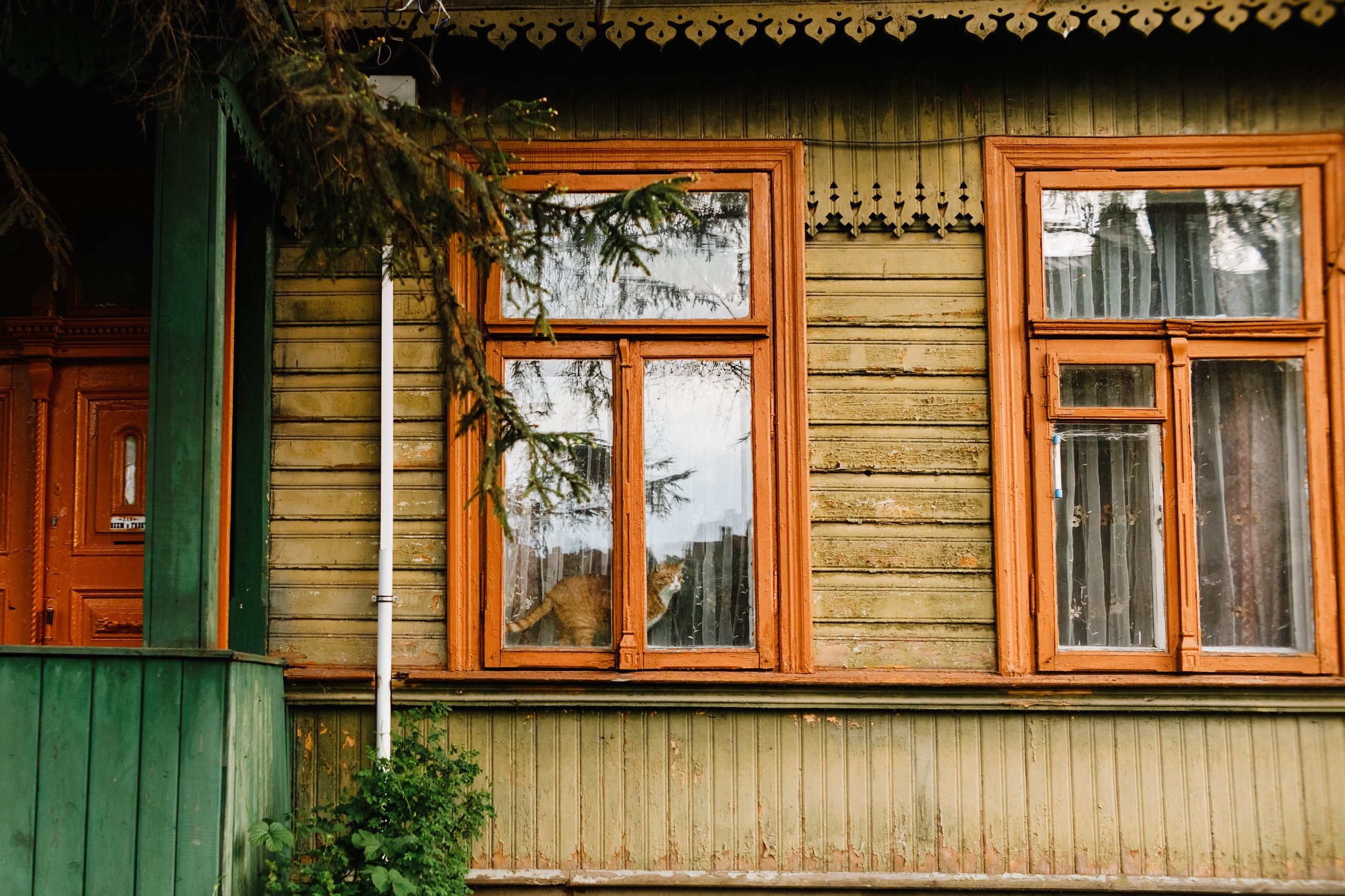 Grodno. Kaja | fotograf we Wrocławiu | ludzie i psy