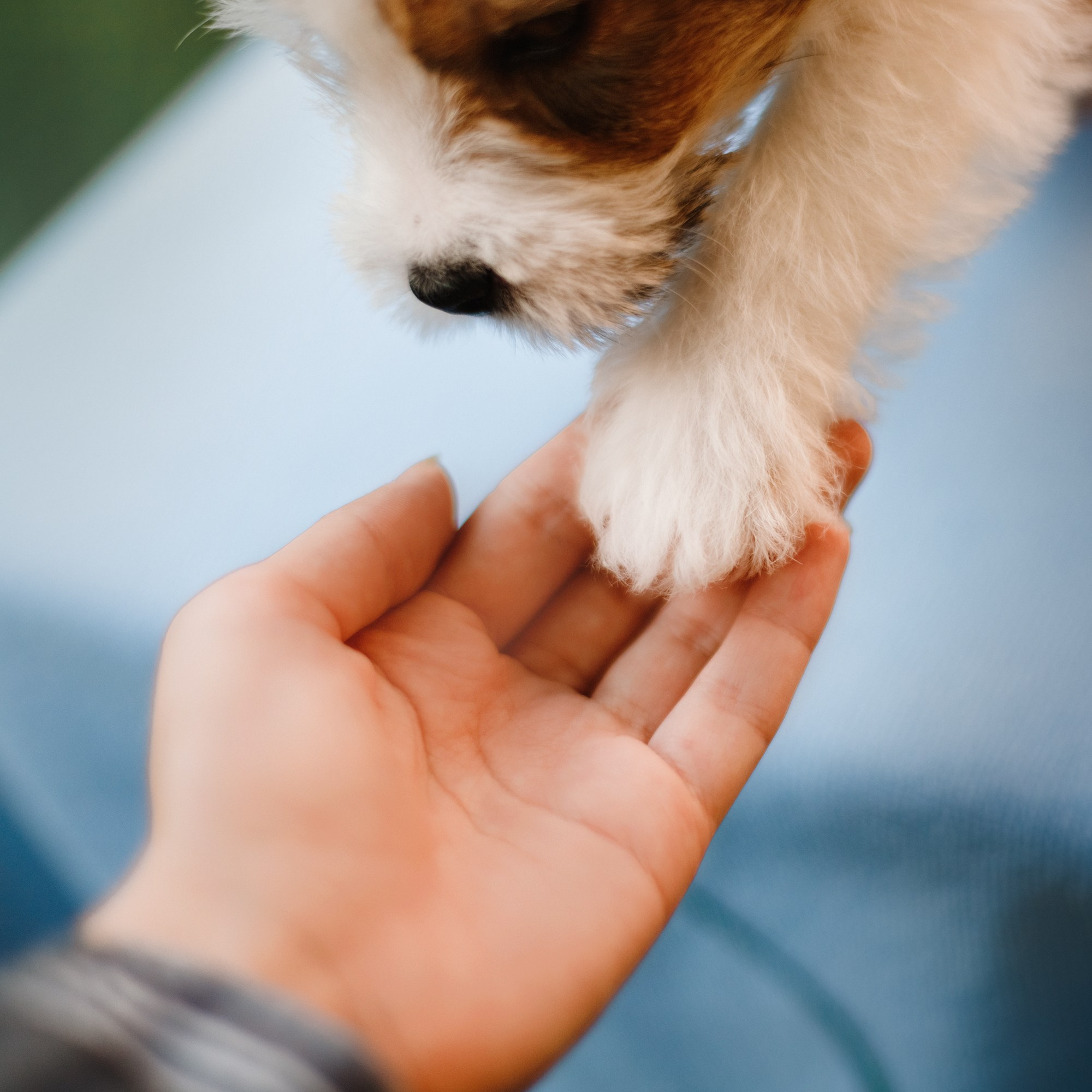 Jack russel puppies. Kaja | fotograf we Wrocławiu | ludzie i psy