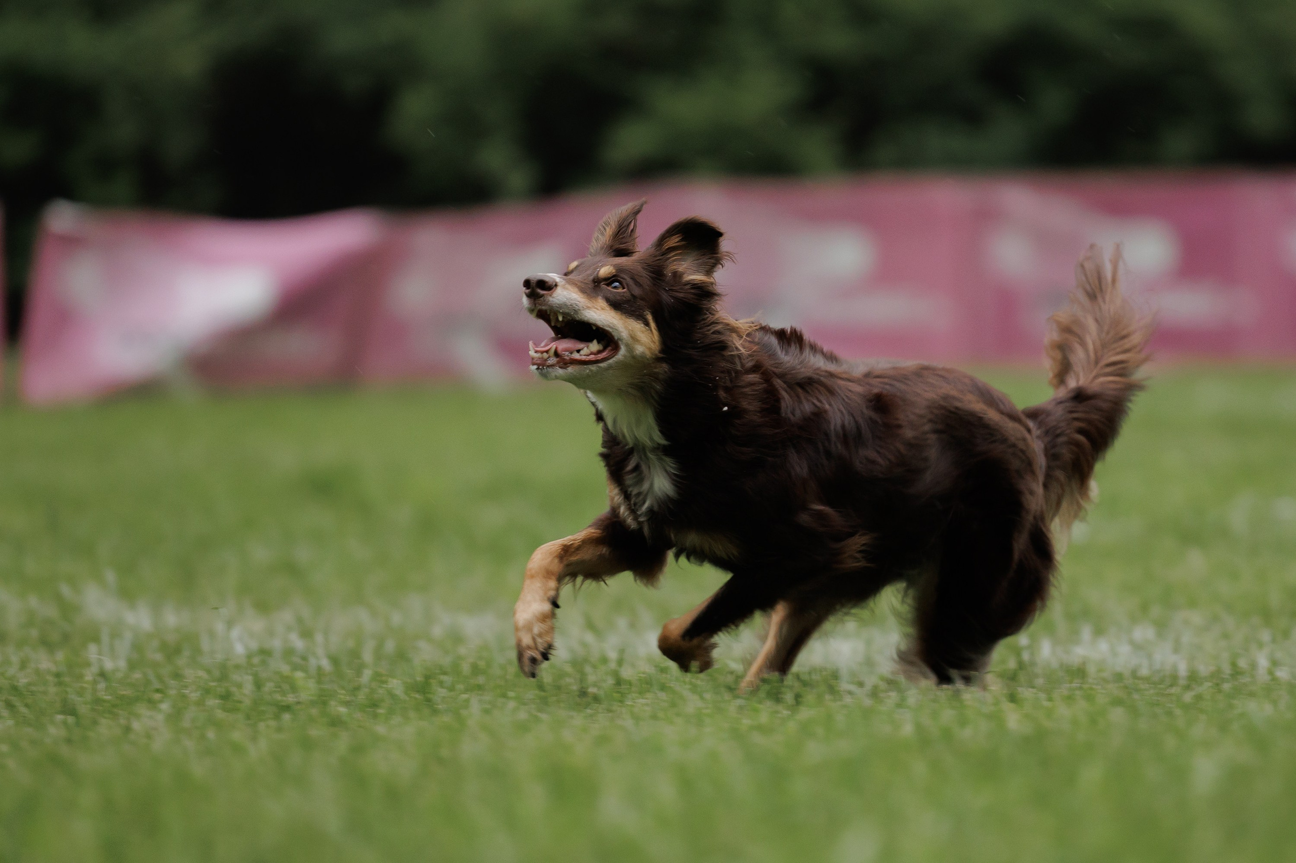 Latające psy, Wrocław'25. Kaja | fotograf psów we Wrocławiu