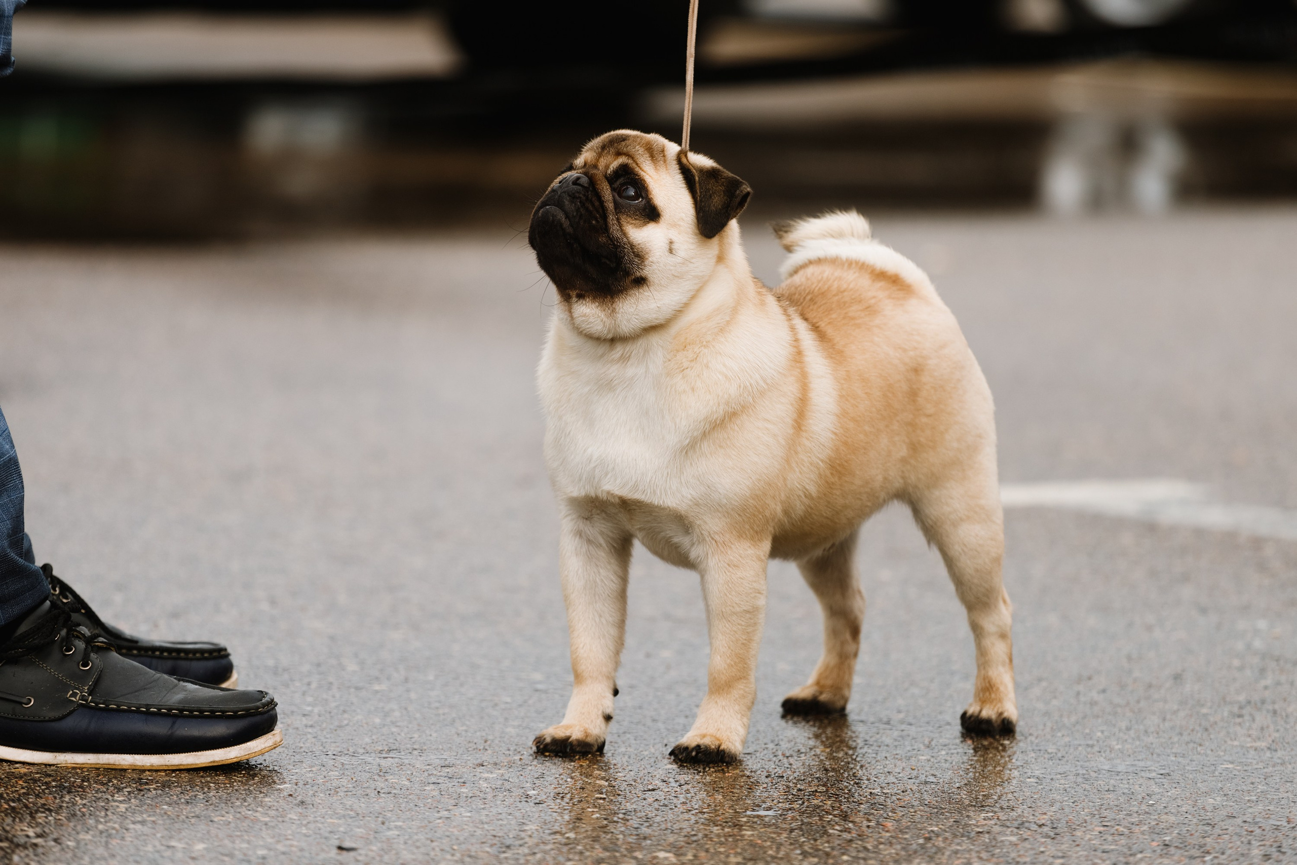 Dog shows | the best ones. Kaja | fotograf psów we Wrocławiu
