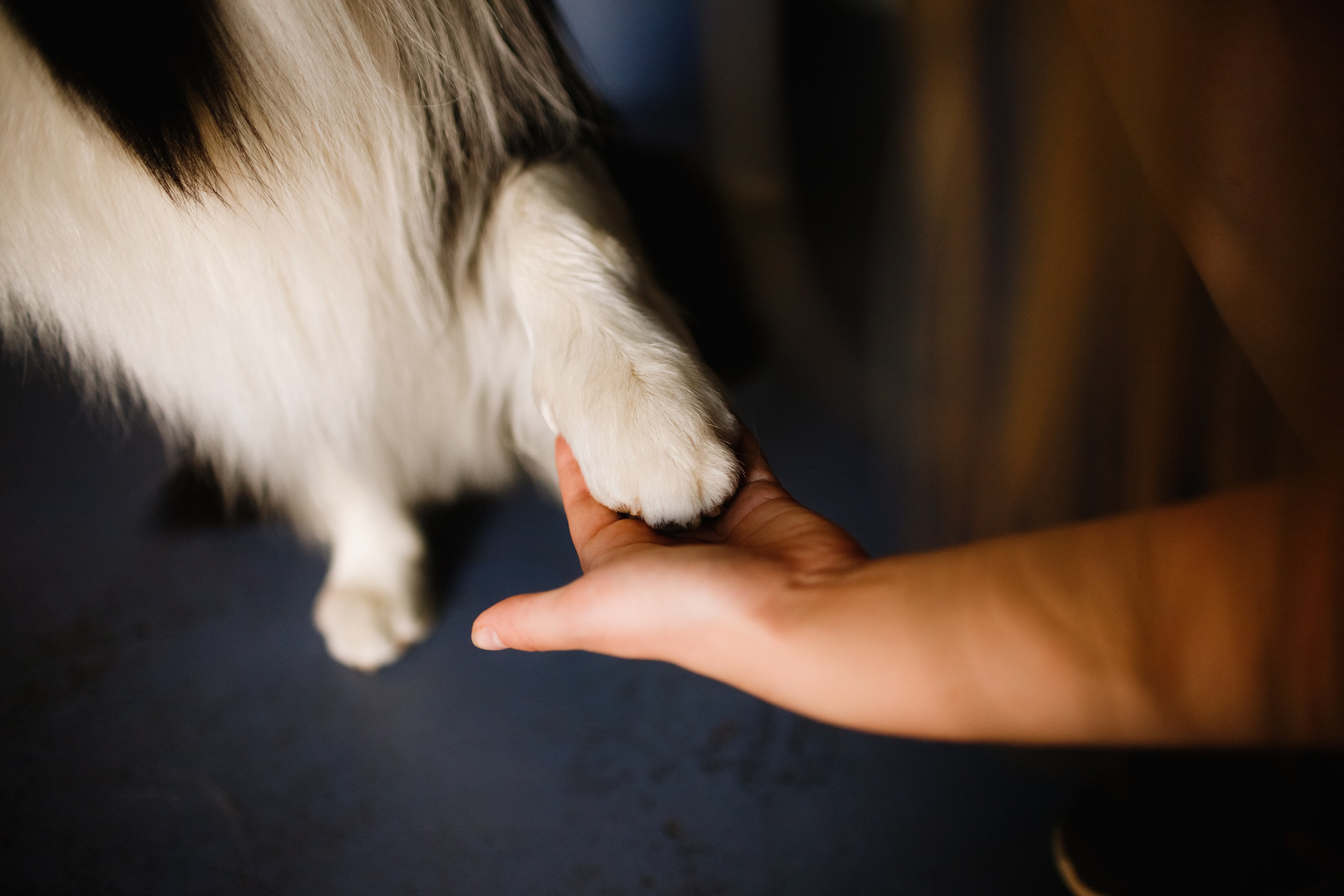 Evgenia & Richard. Kaja | fotograf we Wrocławiu | ludzie i psy