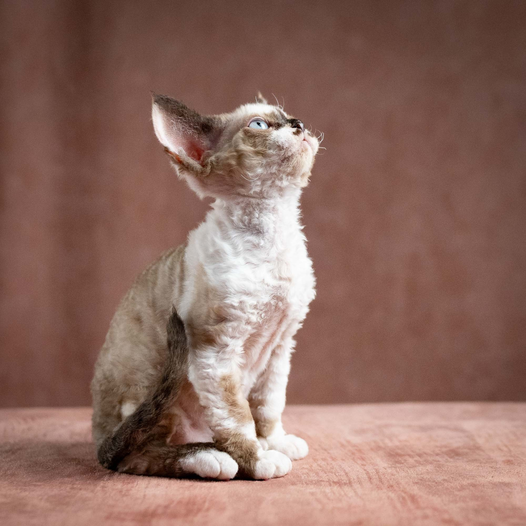 Thalia, girl, born 01.17.26. Devon Rex Pixie Cattery