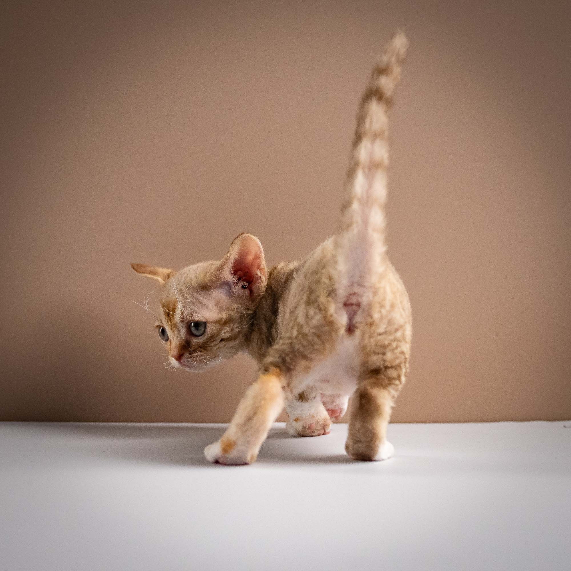 Ophelia, girl, born 02.08.26. Devon Rex Pixie Cattery