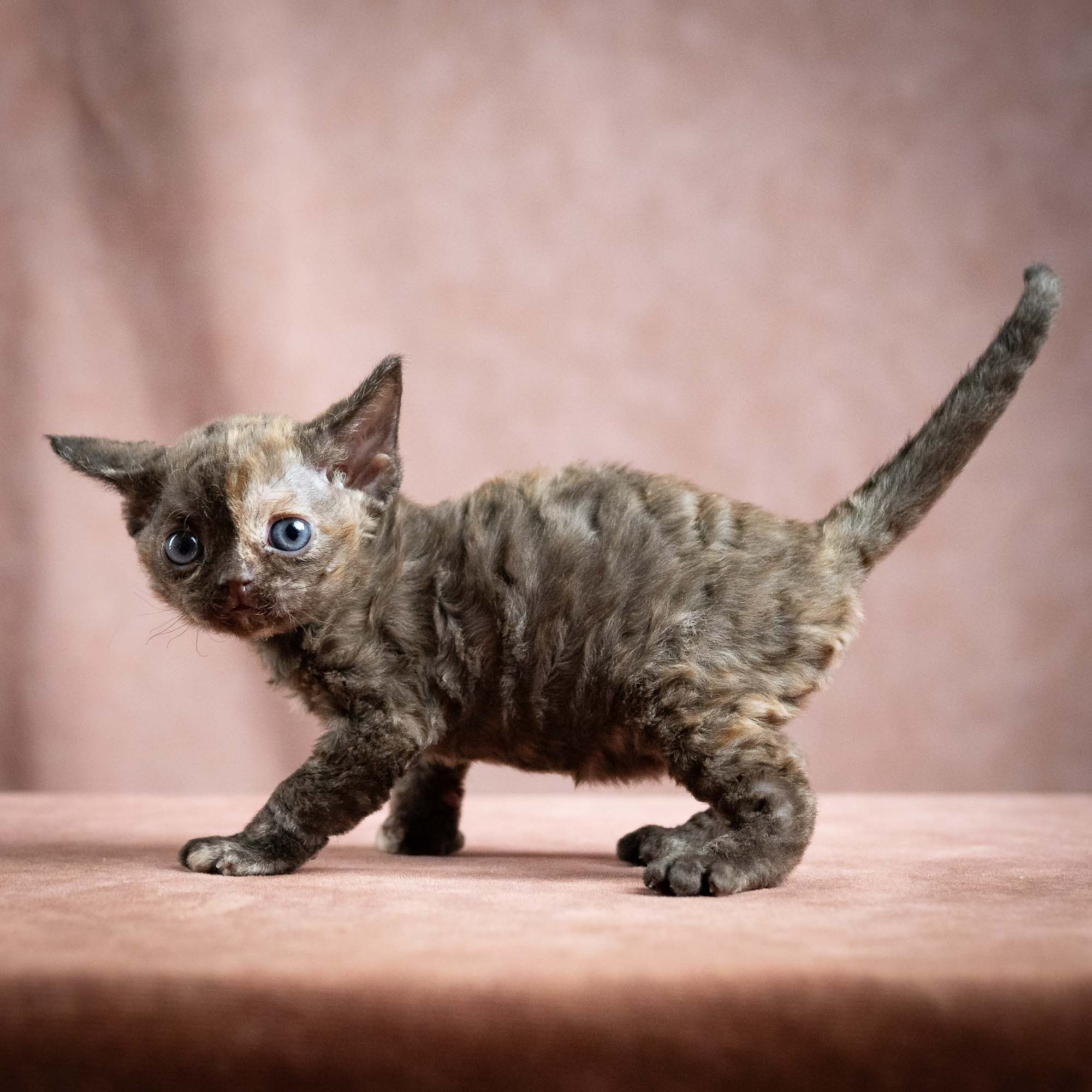 Mocha, girl, born 01.15.26. Devon Rex Pixie Cattery