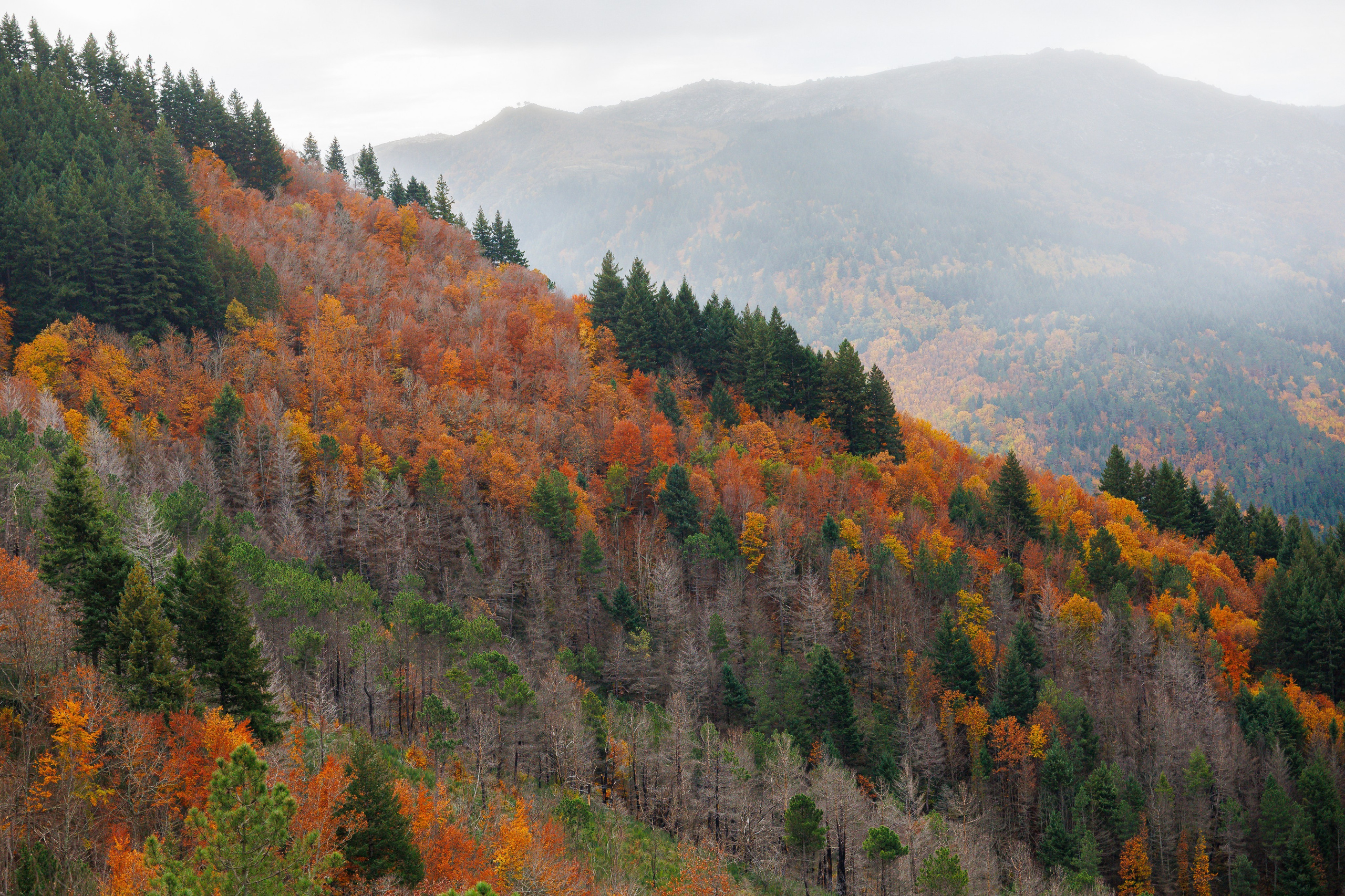 Fotografia de Natureza – Portfólio | Paulo Marques Photography. Paulo Marques Photography