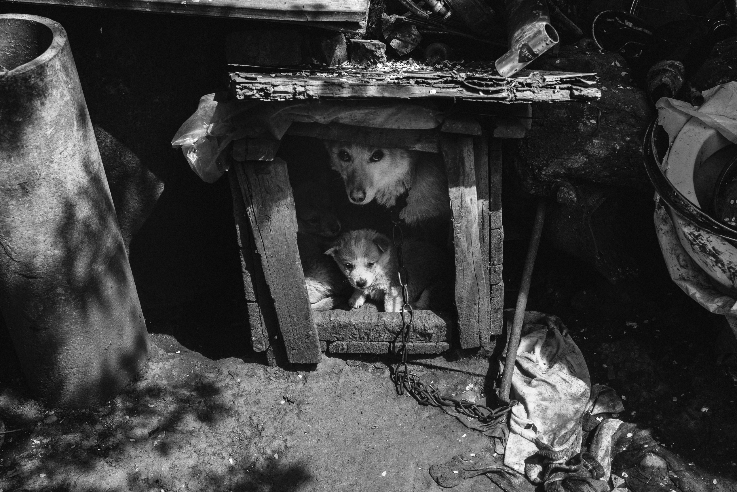 чёрно-белая социальная документальная фотография бедность собака щенки конура взгляд Фотограф в Ирландии
