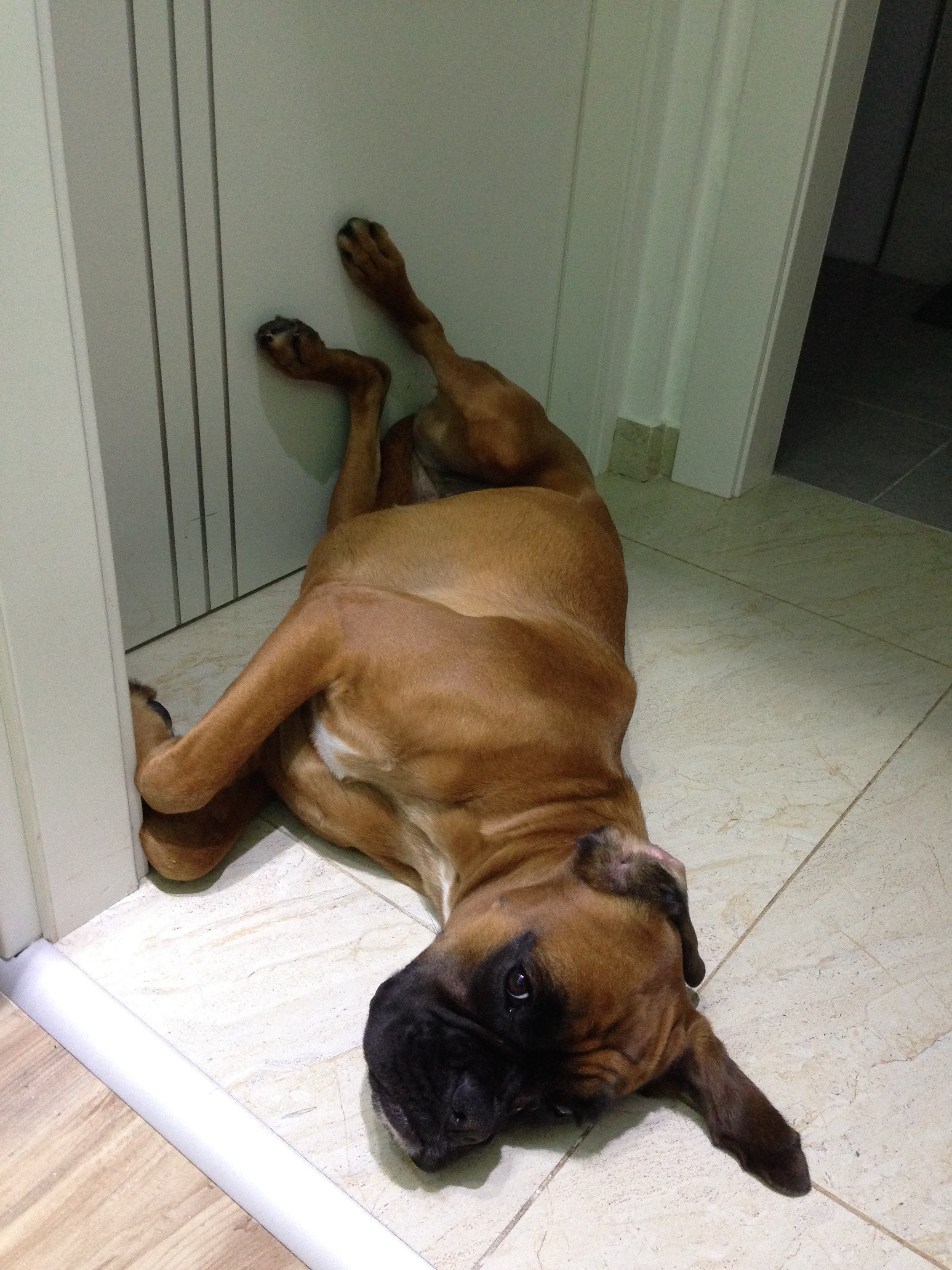 My ״Star״ Boxer Dog