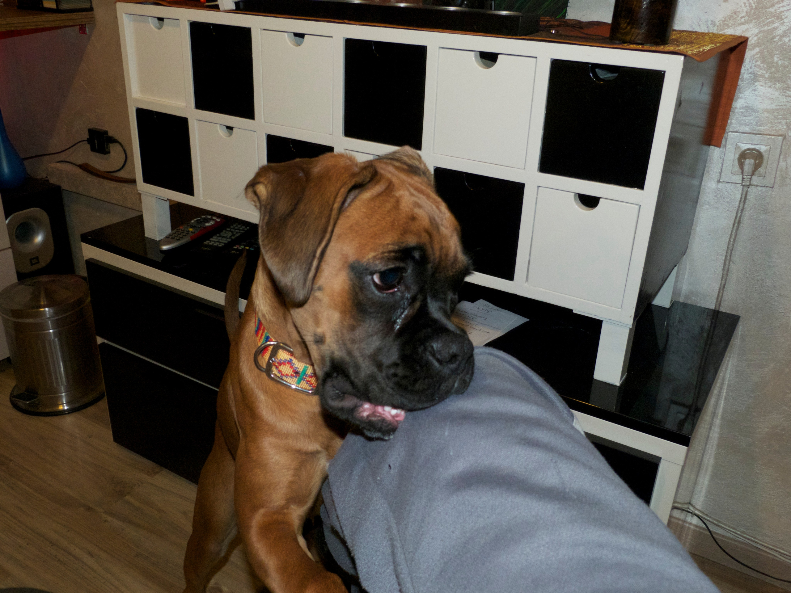 My ״Star״ Boxer Dog