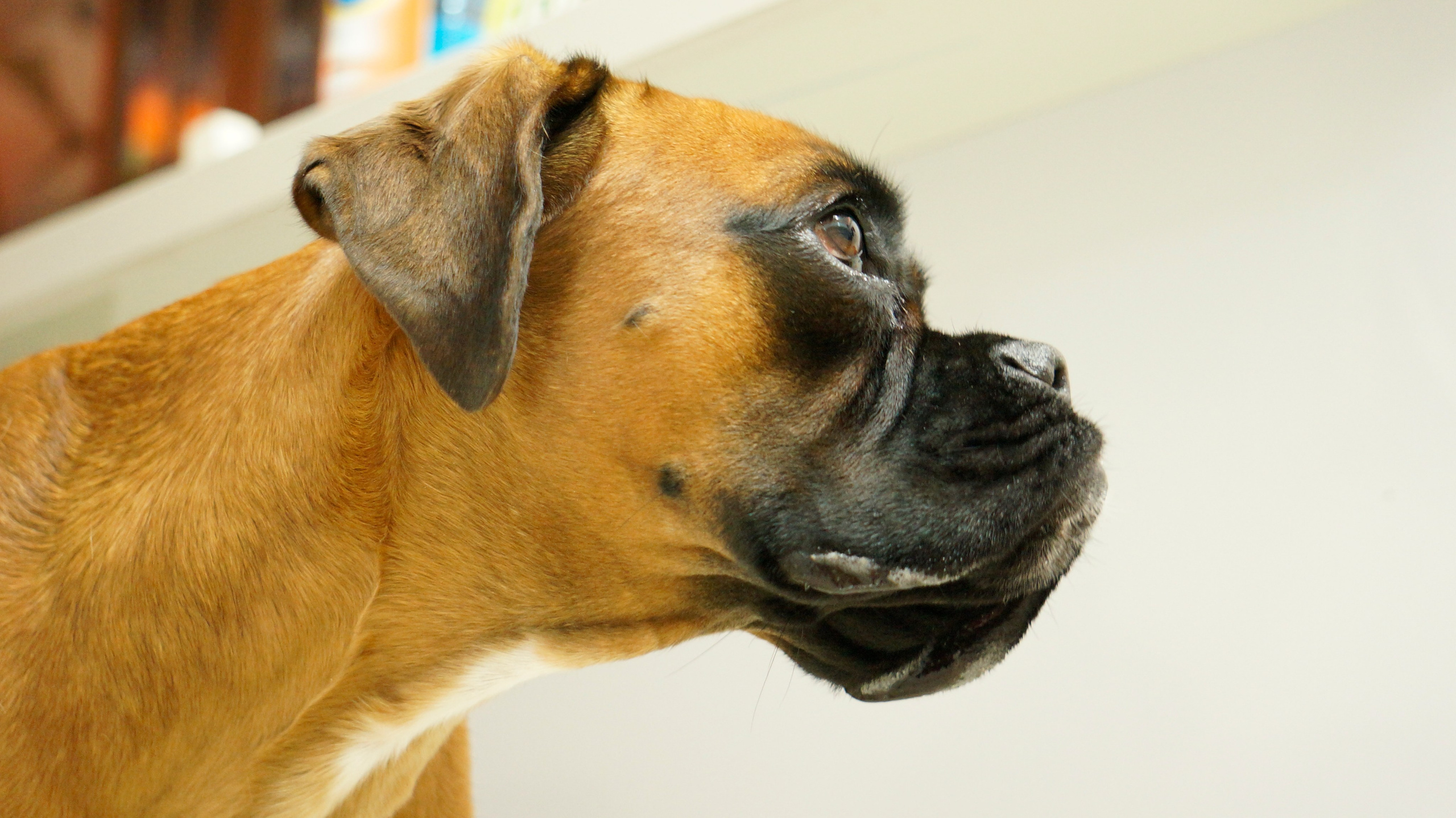 My ״Star״ Boxer Dog