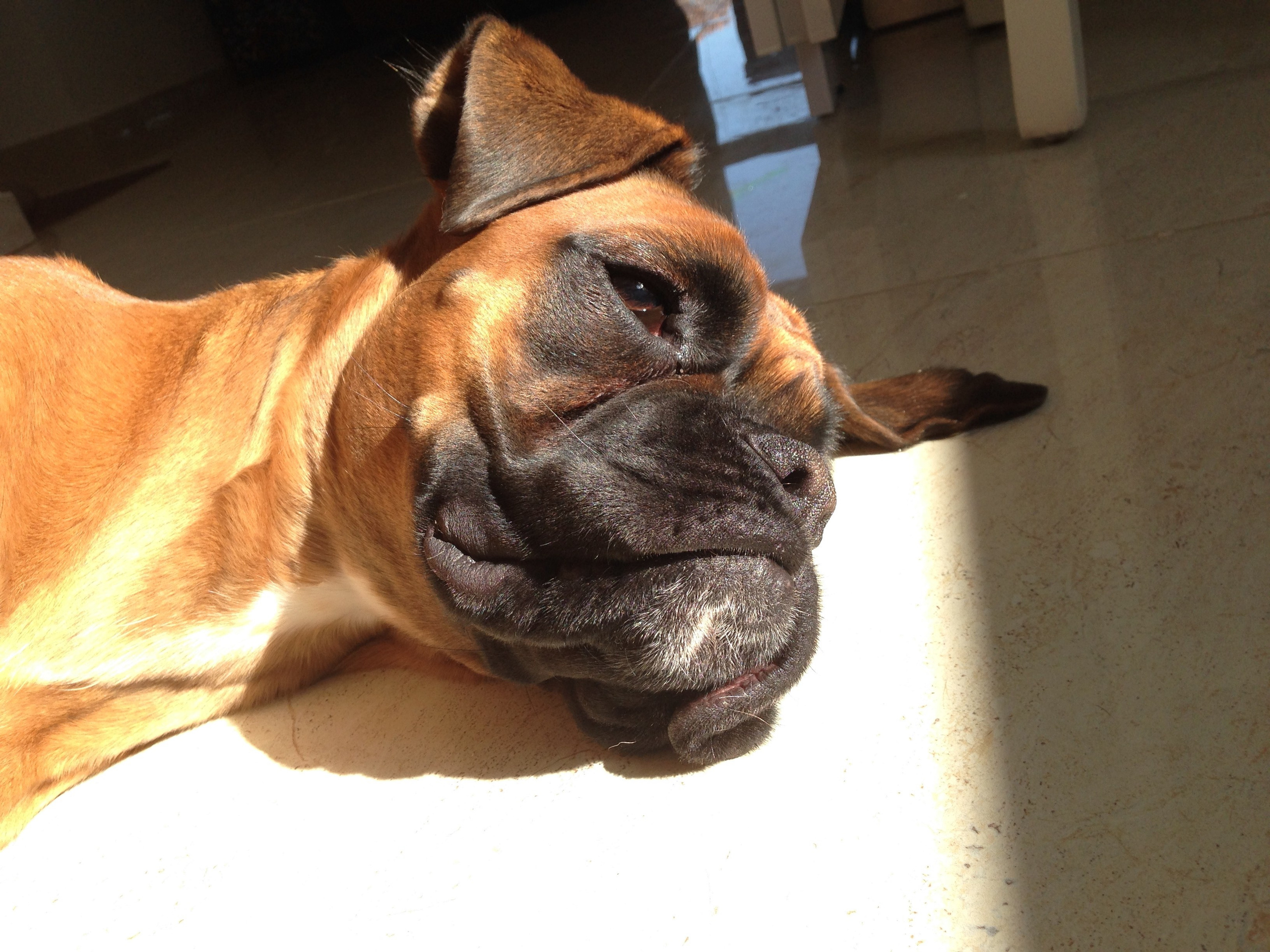 My ״Star״ Boxer Dog