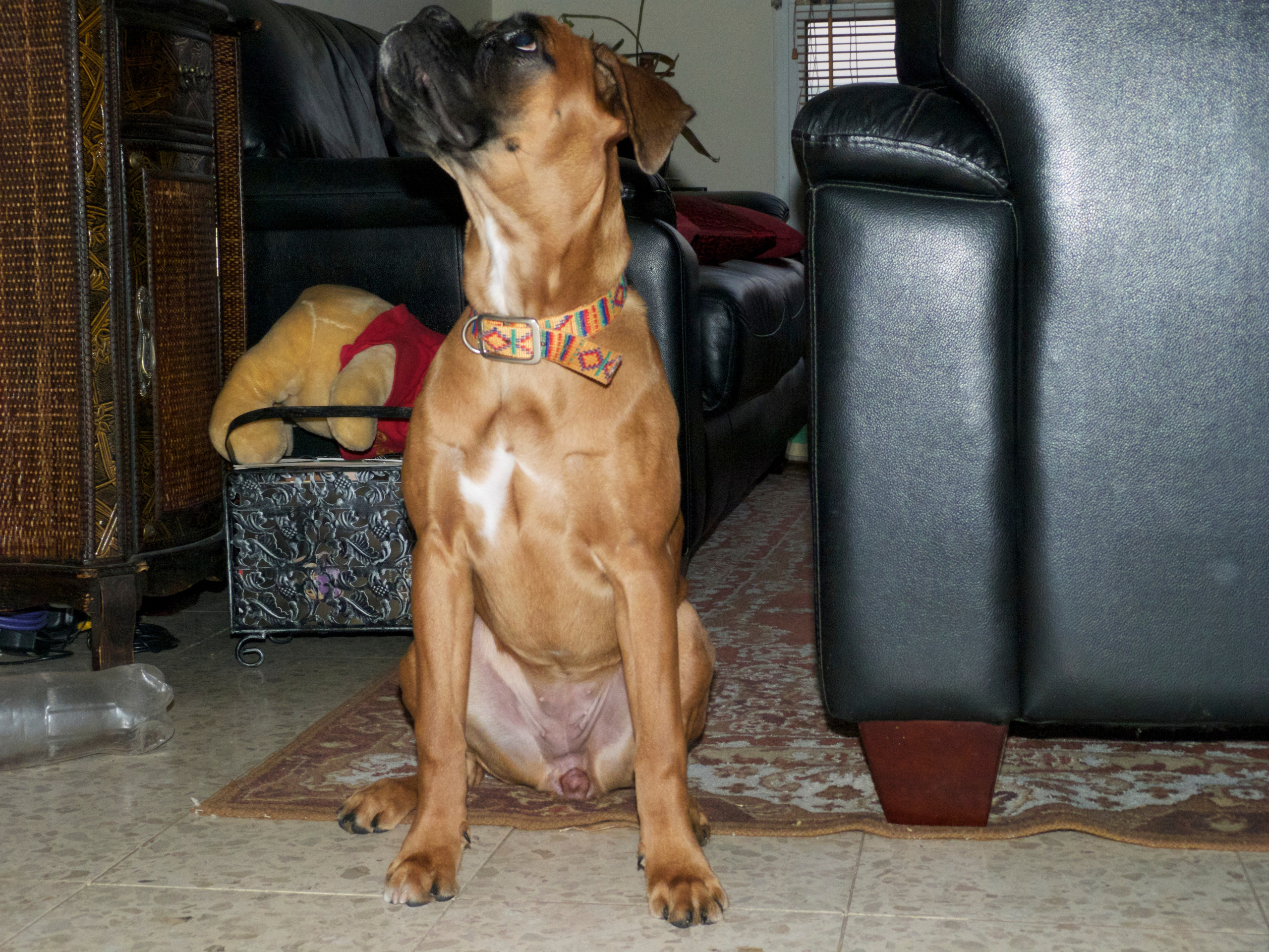 My ״Star״ Boxer Dog