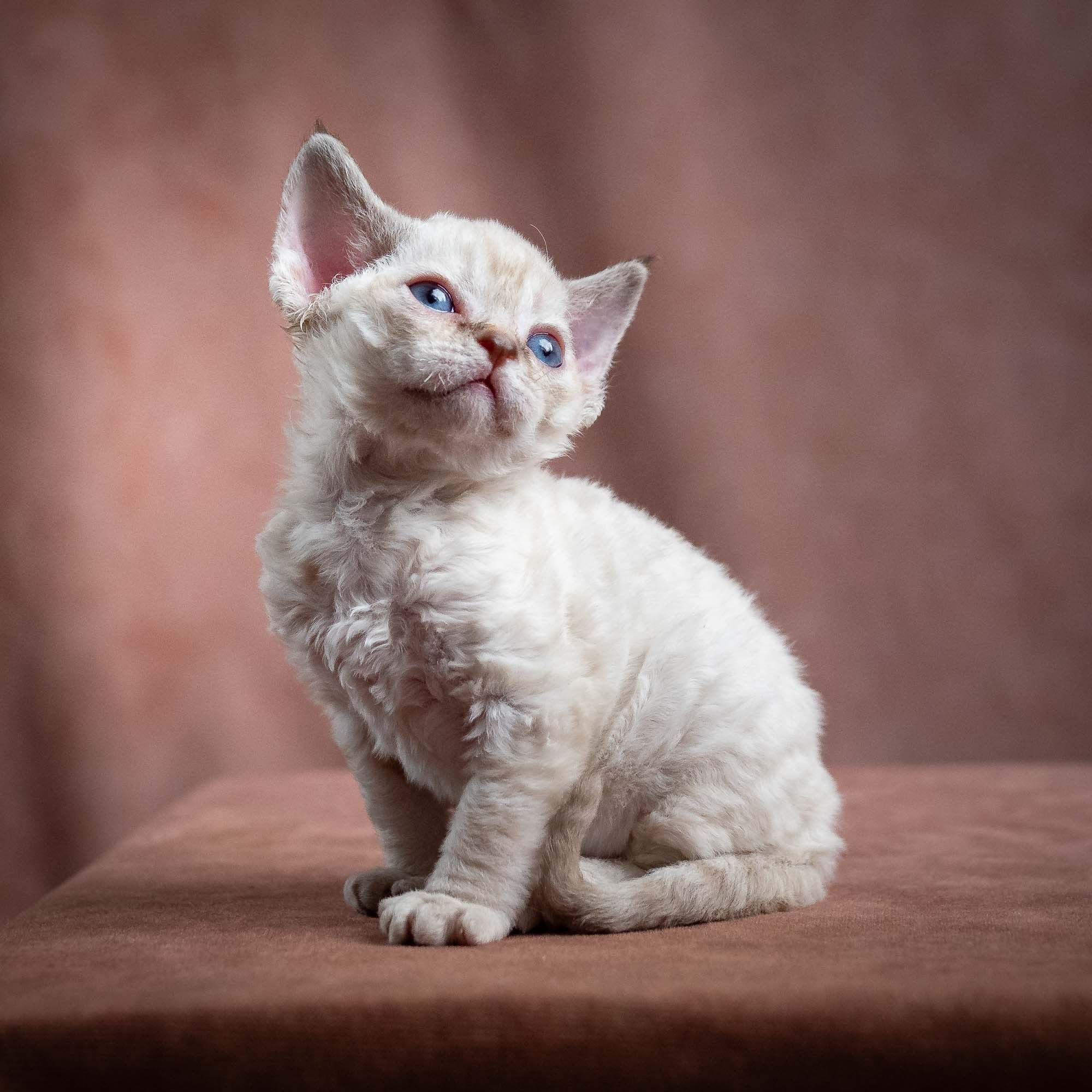 Maya, girl, born 01.15.26. Devon Rex Pixie Cattery
